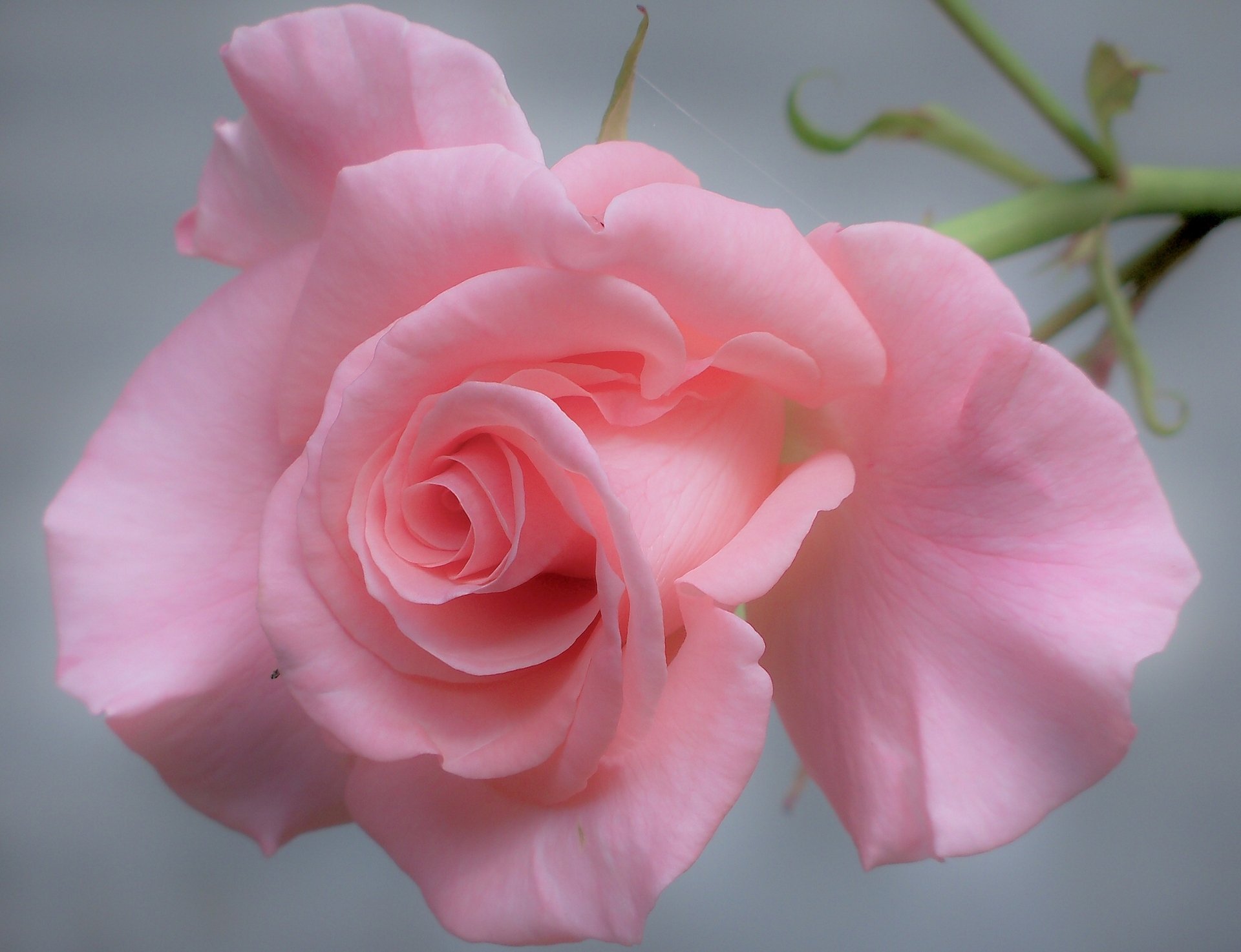 rose petals tender close up