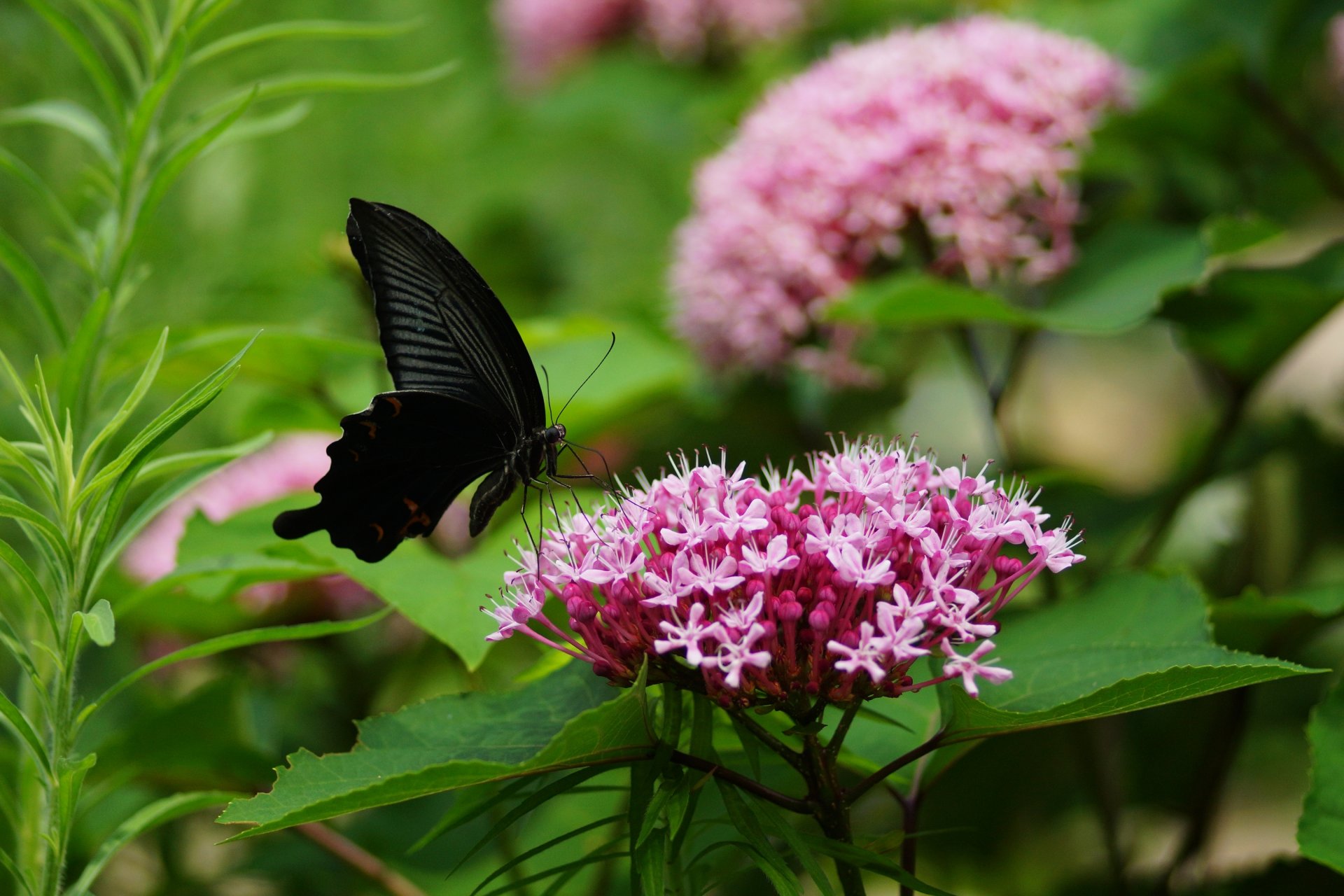 fleurs papillon inflorescences rose feuilles verdure