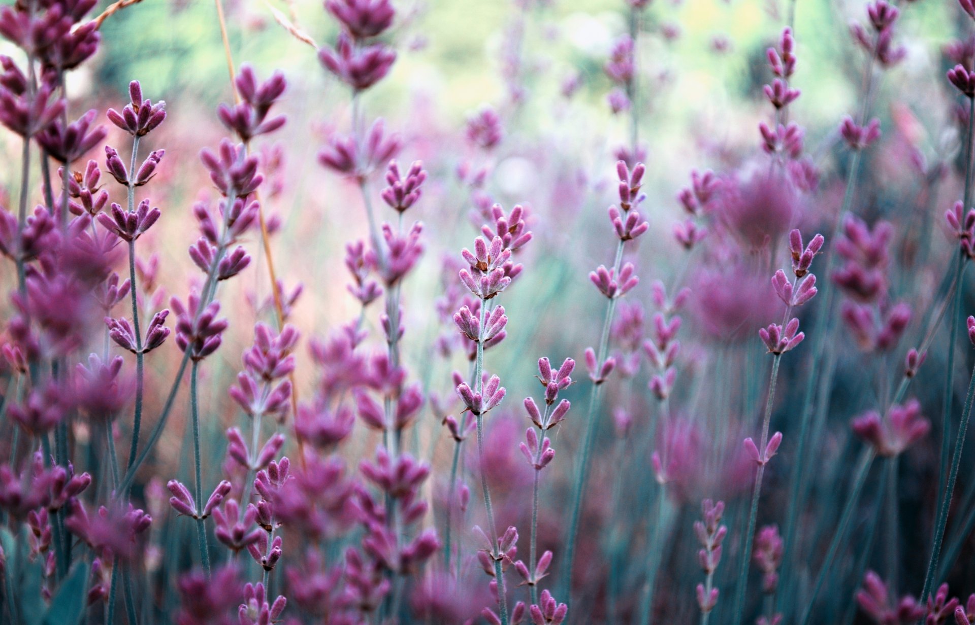 fiori lavanda lilla campo sfocatura natura