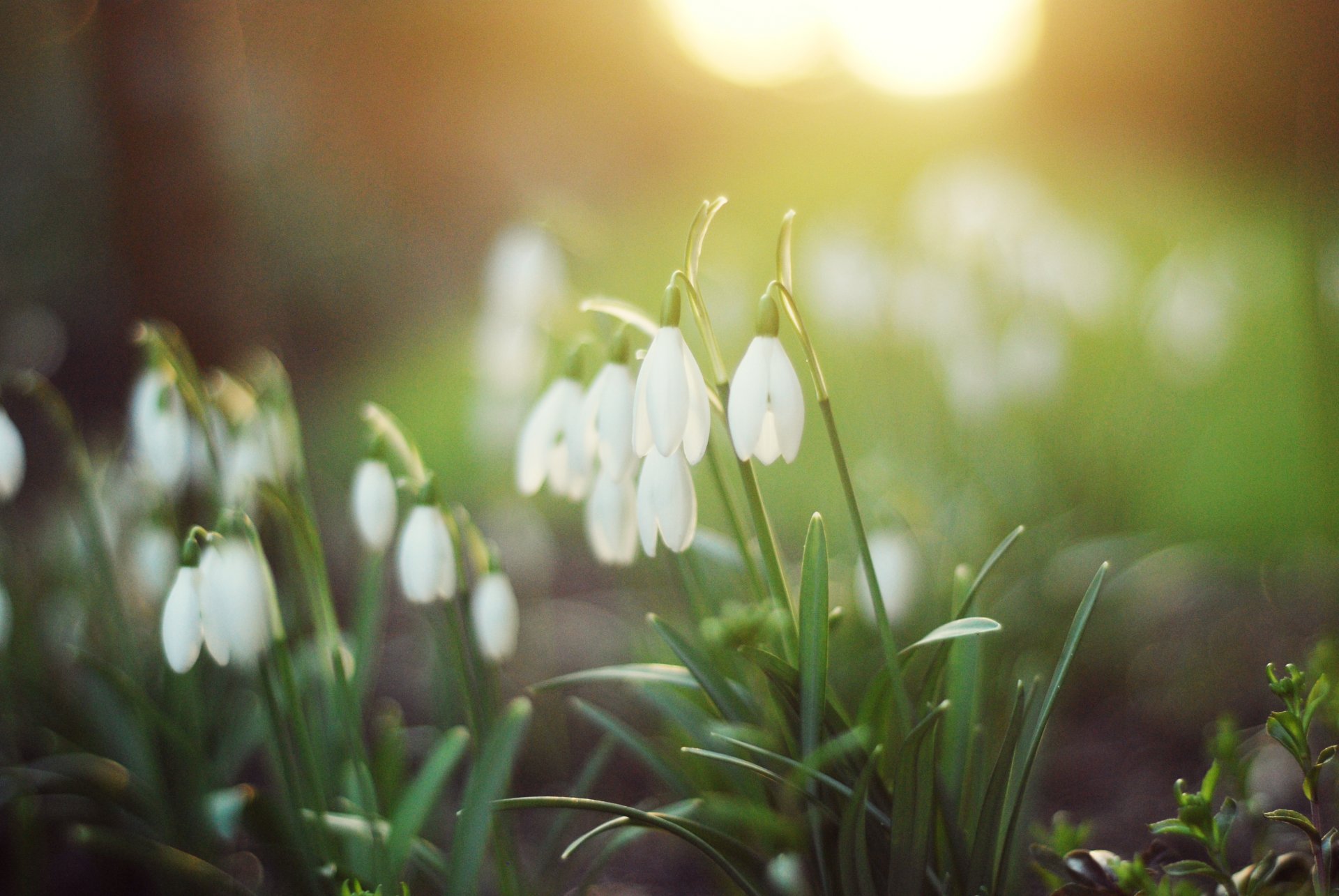 schneeglöckchen weiß blumen grün gras natur wald licht frühling