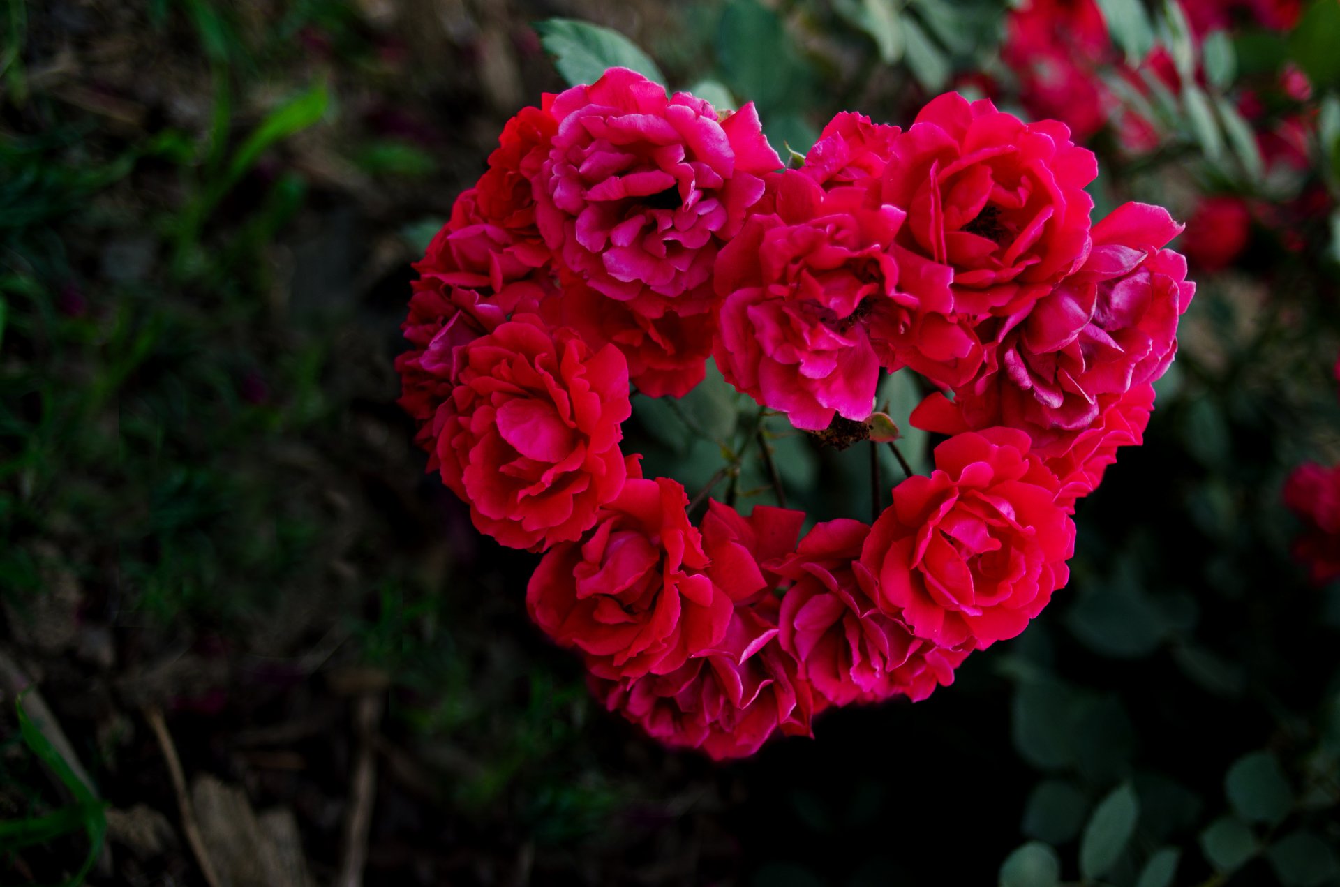 roses heart petals close up blur