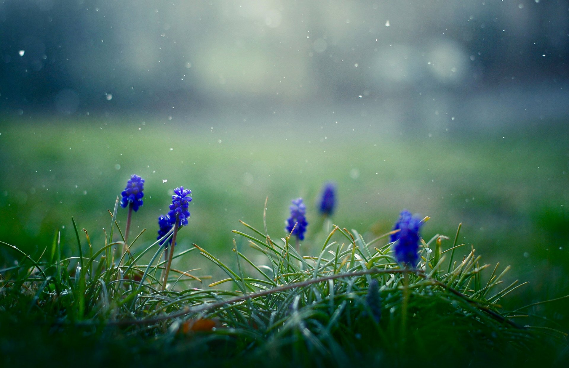 muscari fiori blu primavera fiocchi di neve erba