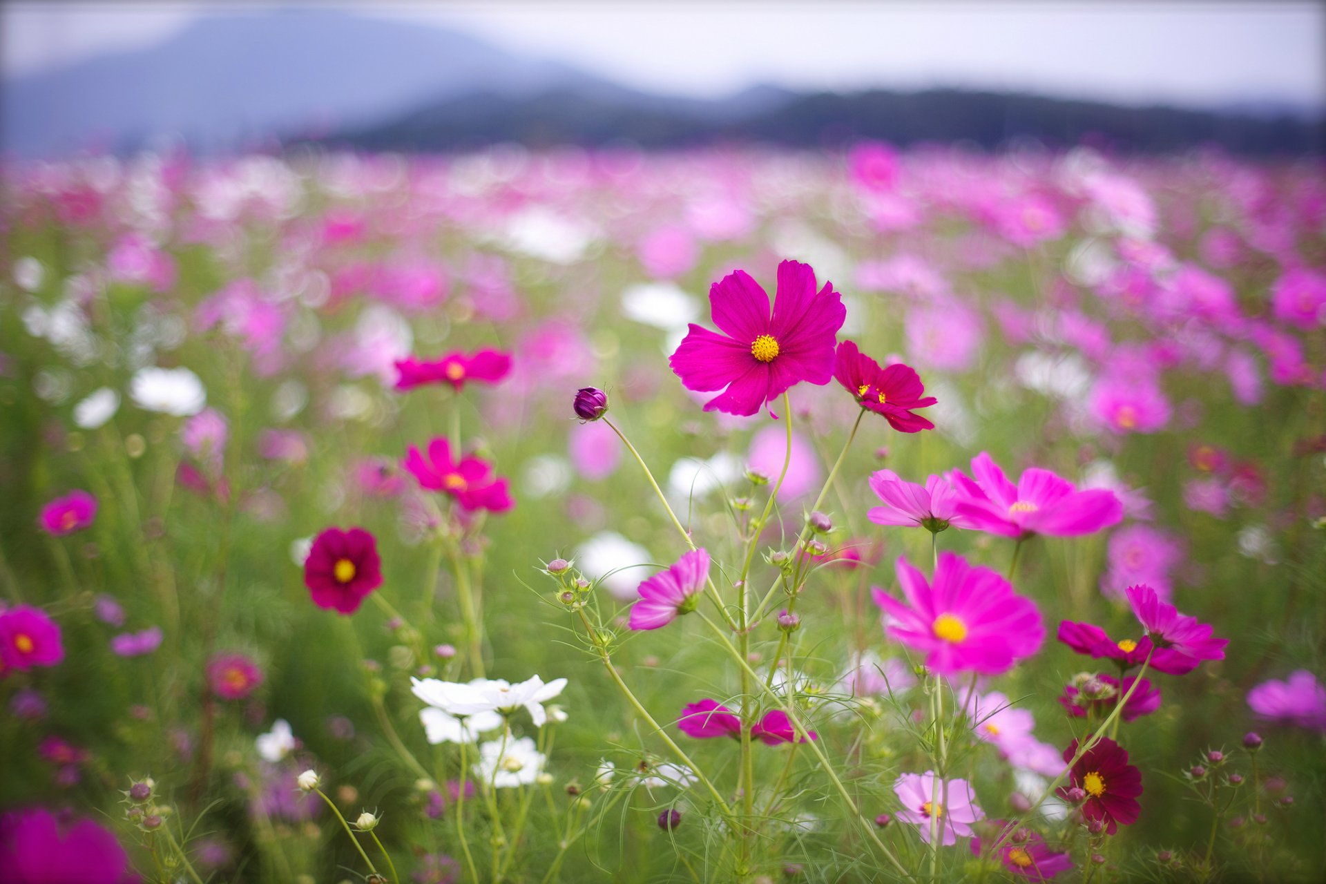 cosmea kwiaty różowy malinowy biały płatki pole bokeh makro rozmycie