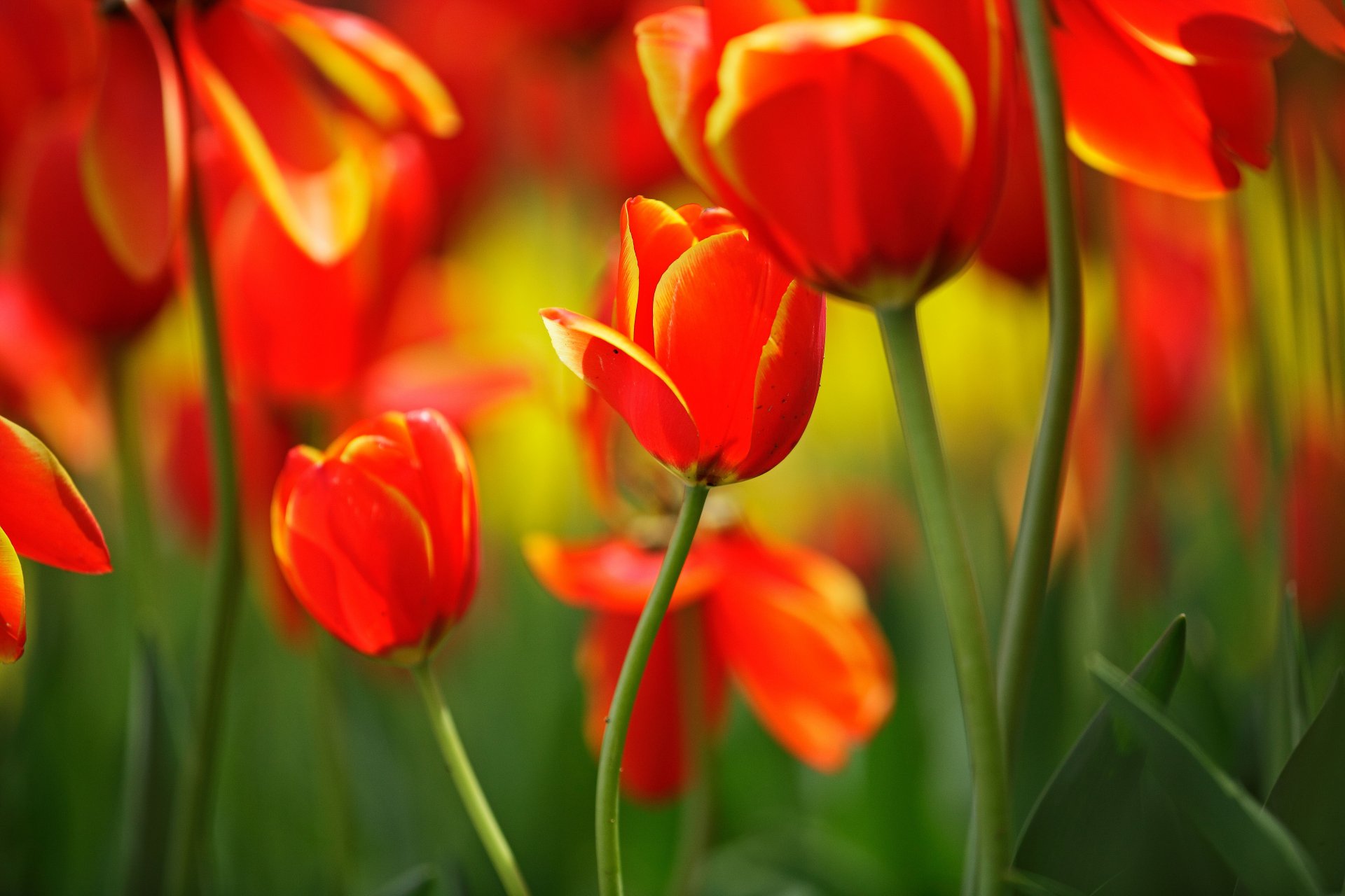 tulpen blumen knospen stiele blätter rot hell frühling makro