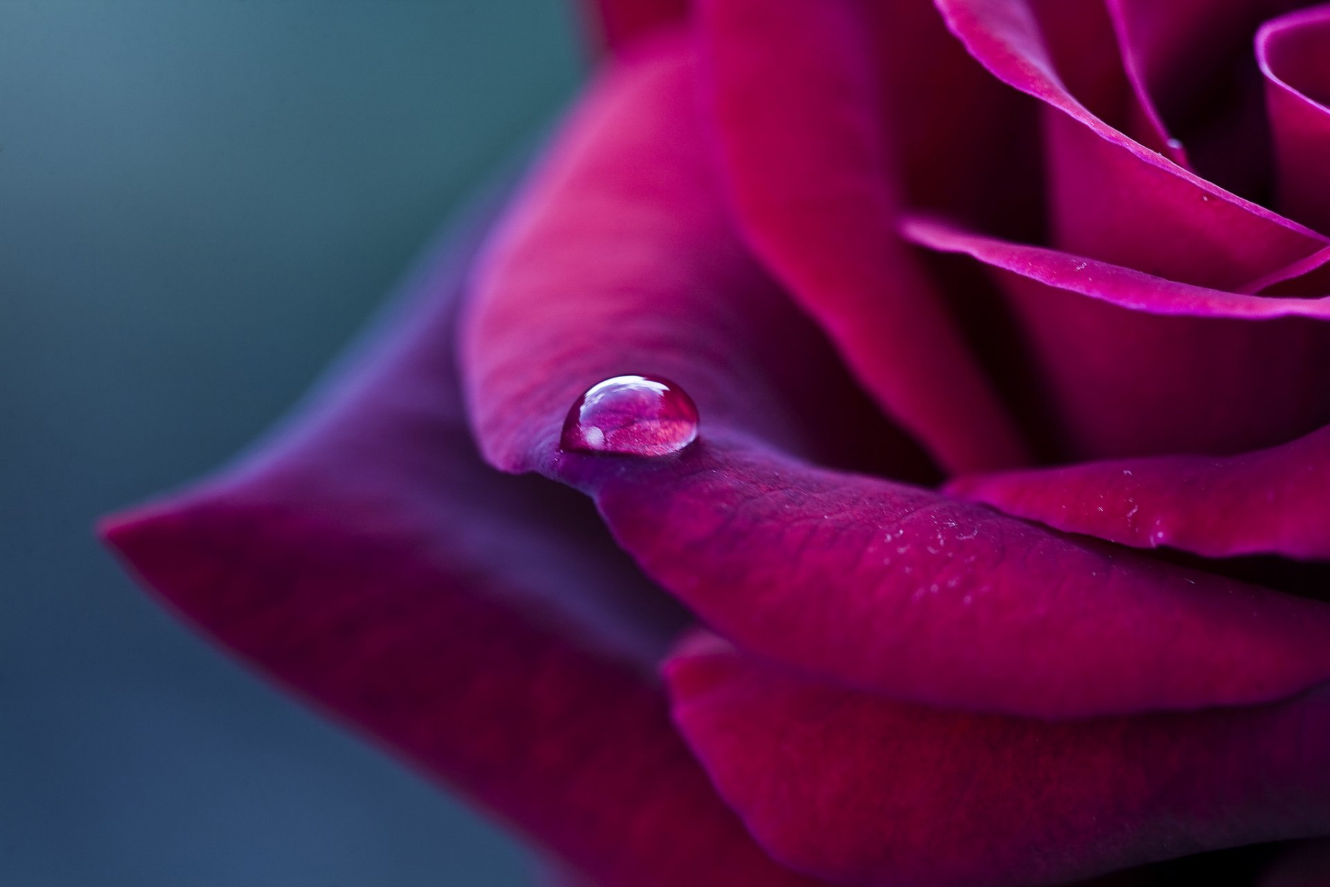 rosa borgoña rojo pétalos flor gota macro