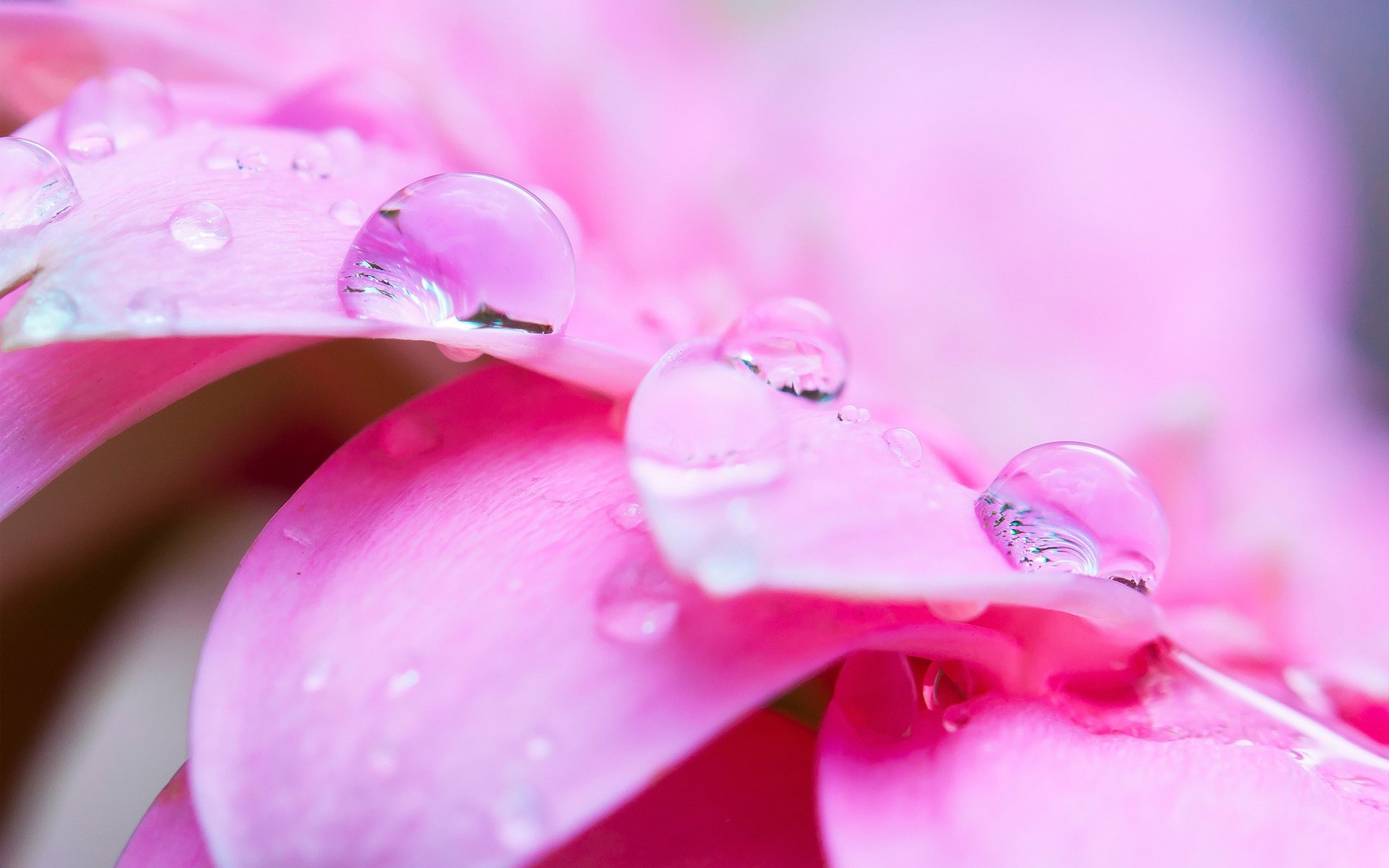 flor rosa macro pétalos gotas agua rocío