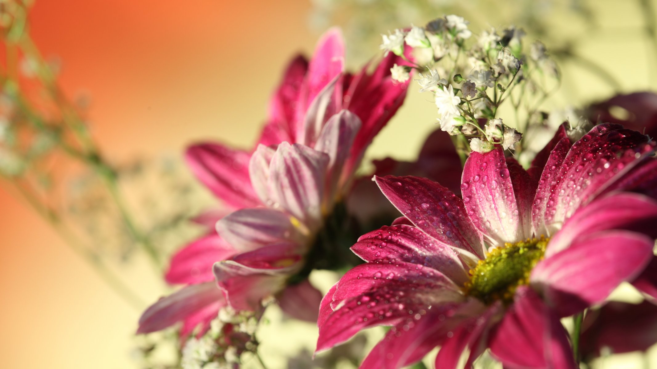 gerberas rouges fleurs gouttes d eau romantique