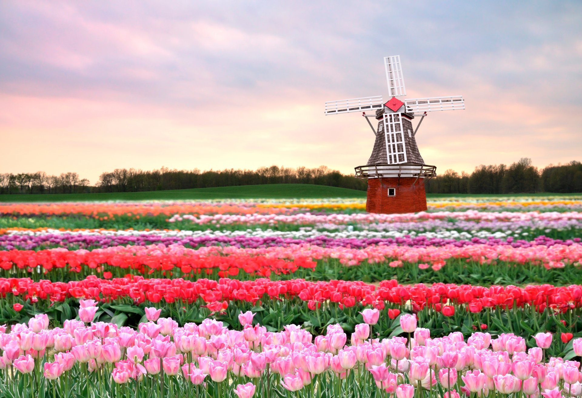 frühling tulpen blumen rosa feld mühle holland