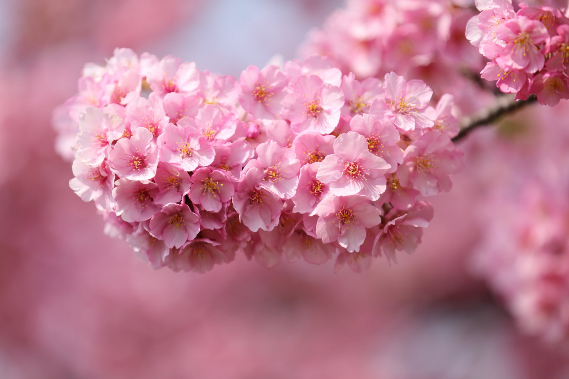 japonia sakura wiśnia gałązka drzewo kwiaty różowe płatki makro rozmycie