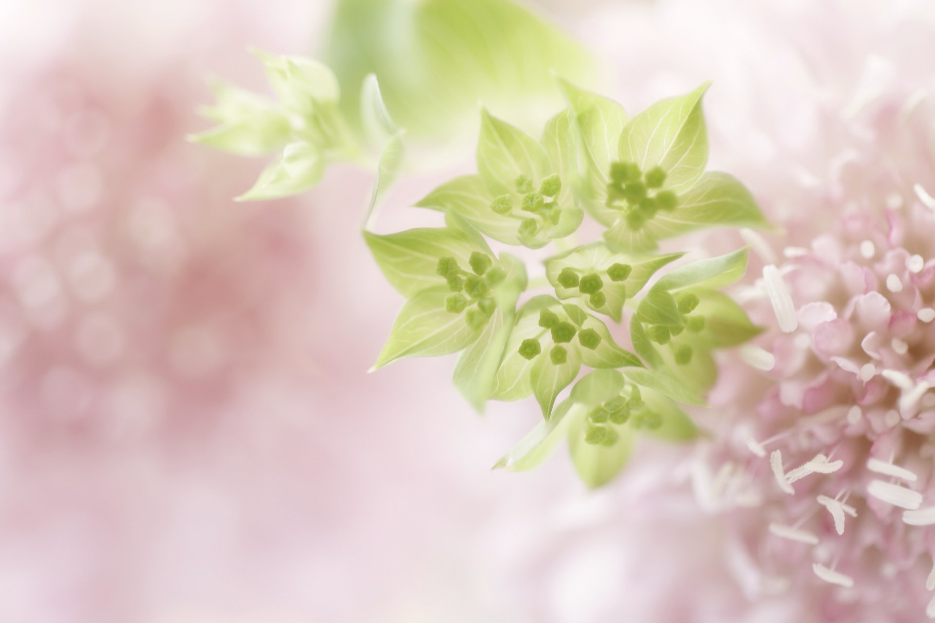 flower pink light green tender blur thoroughwax bupleurum close up