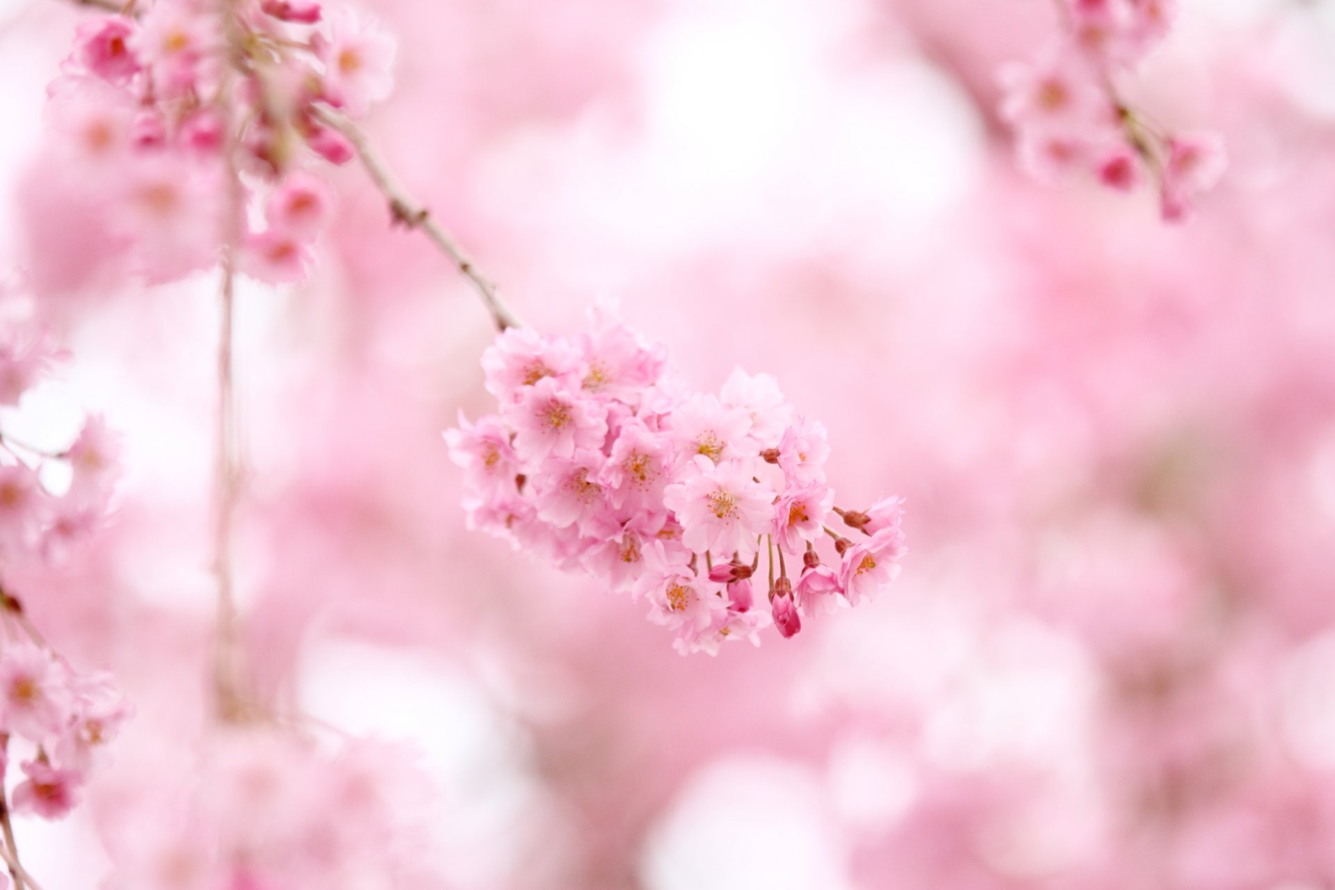 sakura fleurs rose floraison branches printemps rose couleur tendresse nature