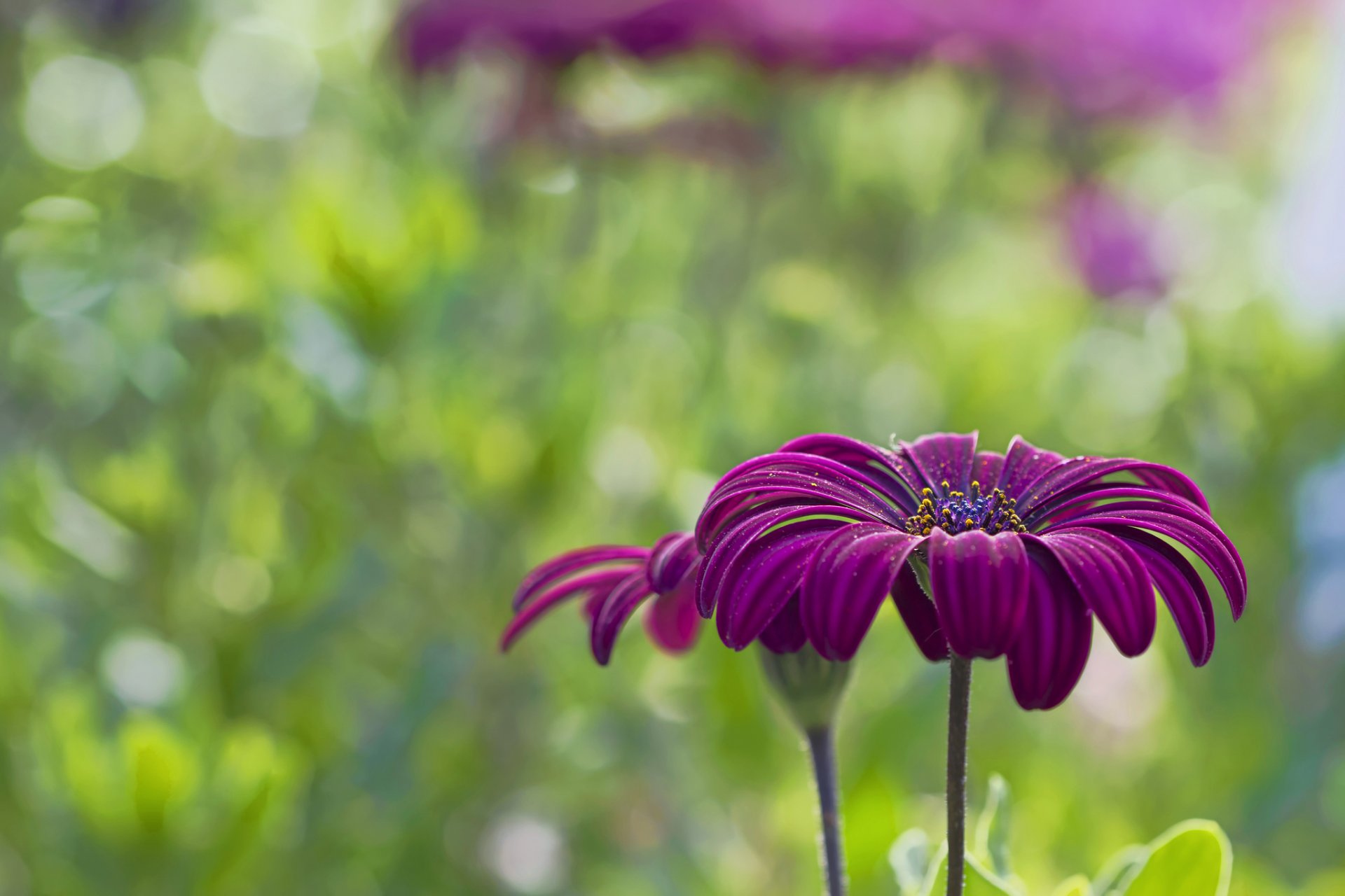 blumen purpurrot lila blütenblätter feld bokeh makro unschärfe