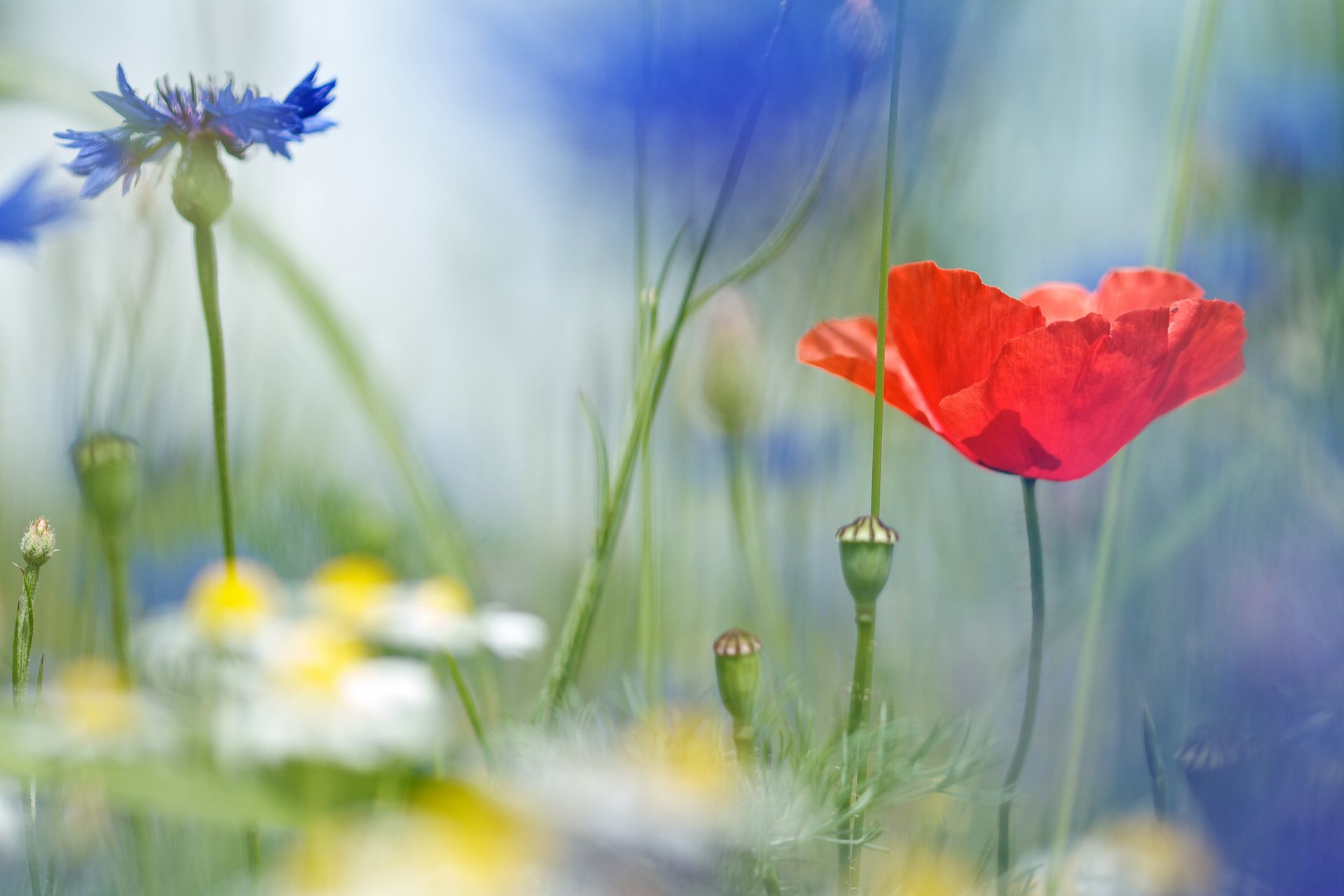 mohn gänseblümchen kornblumen feld feld blumen makro unschärfe