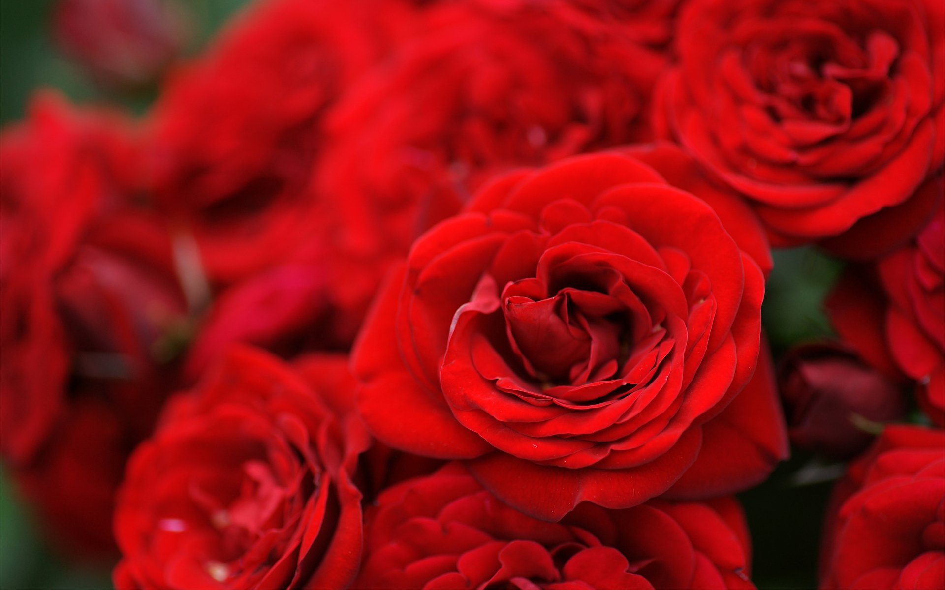 rosas flores rojo ramo