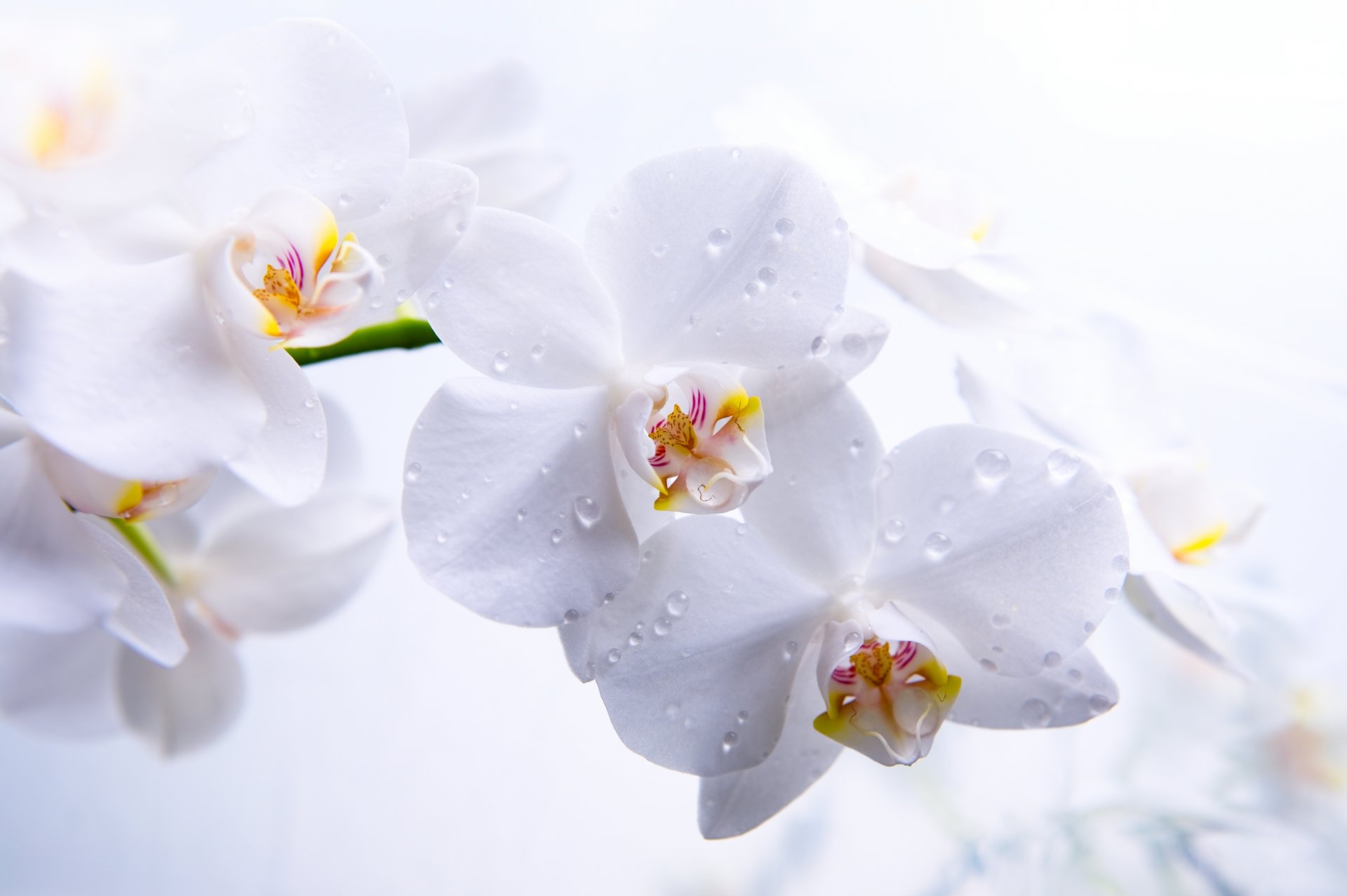 orquídeas phalaenopsis flores blanco tallo pétalos