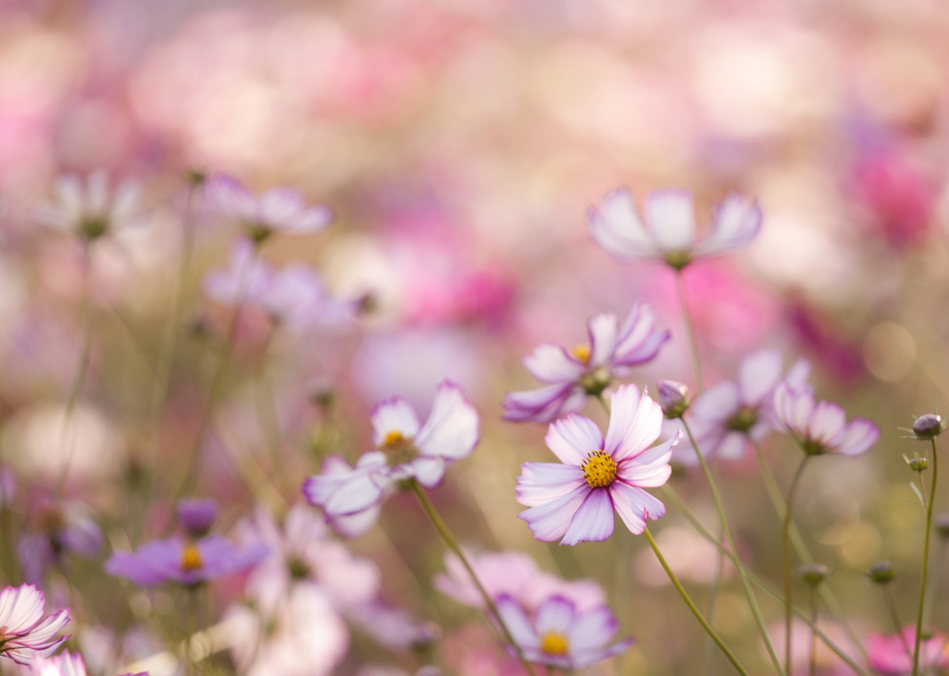 cosmea flores blanco rosa pétalos campo macro desenfoque