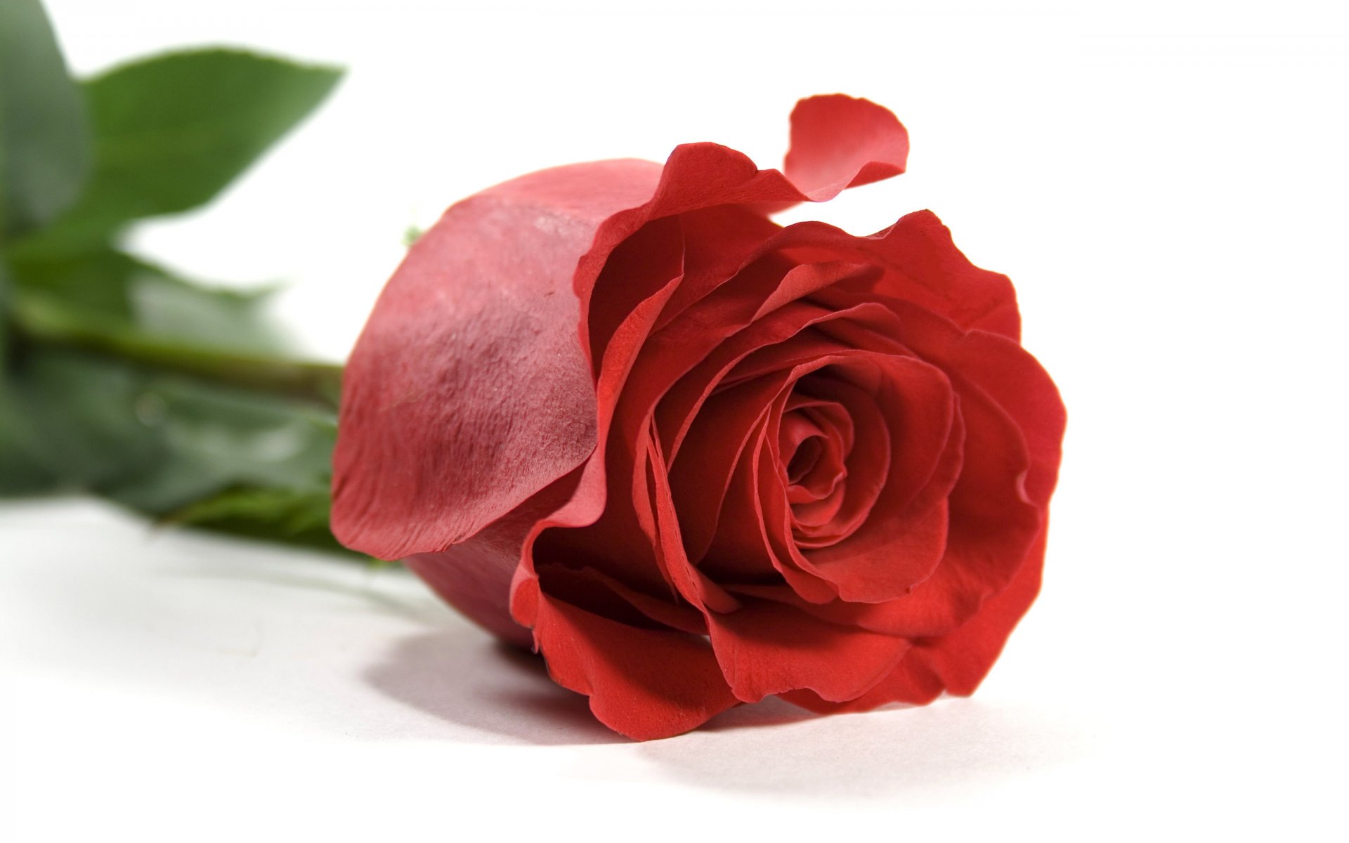 flower rose red petals leaves white background