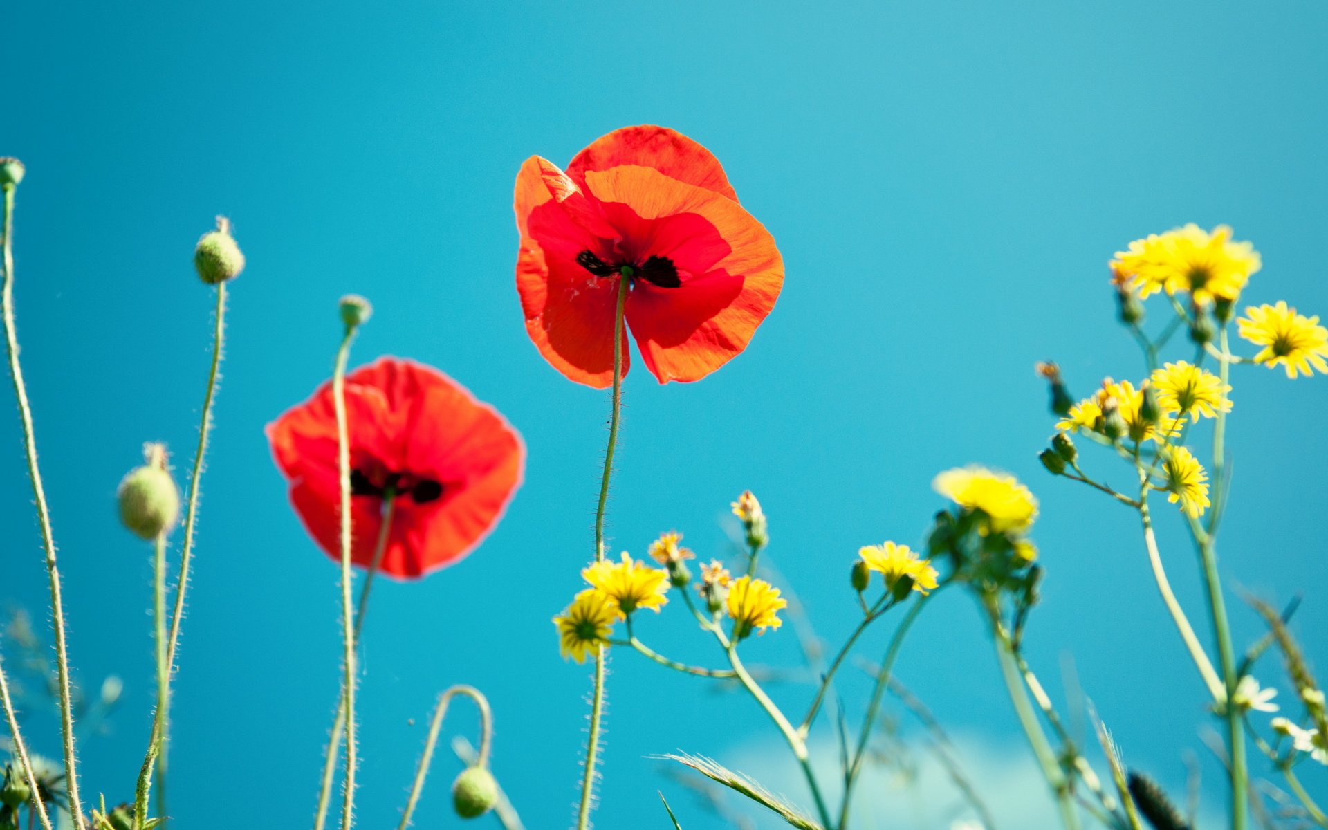 poppies sky nature close up