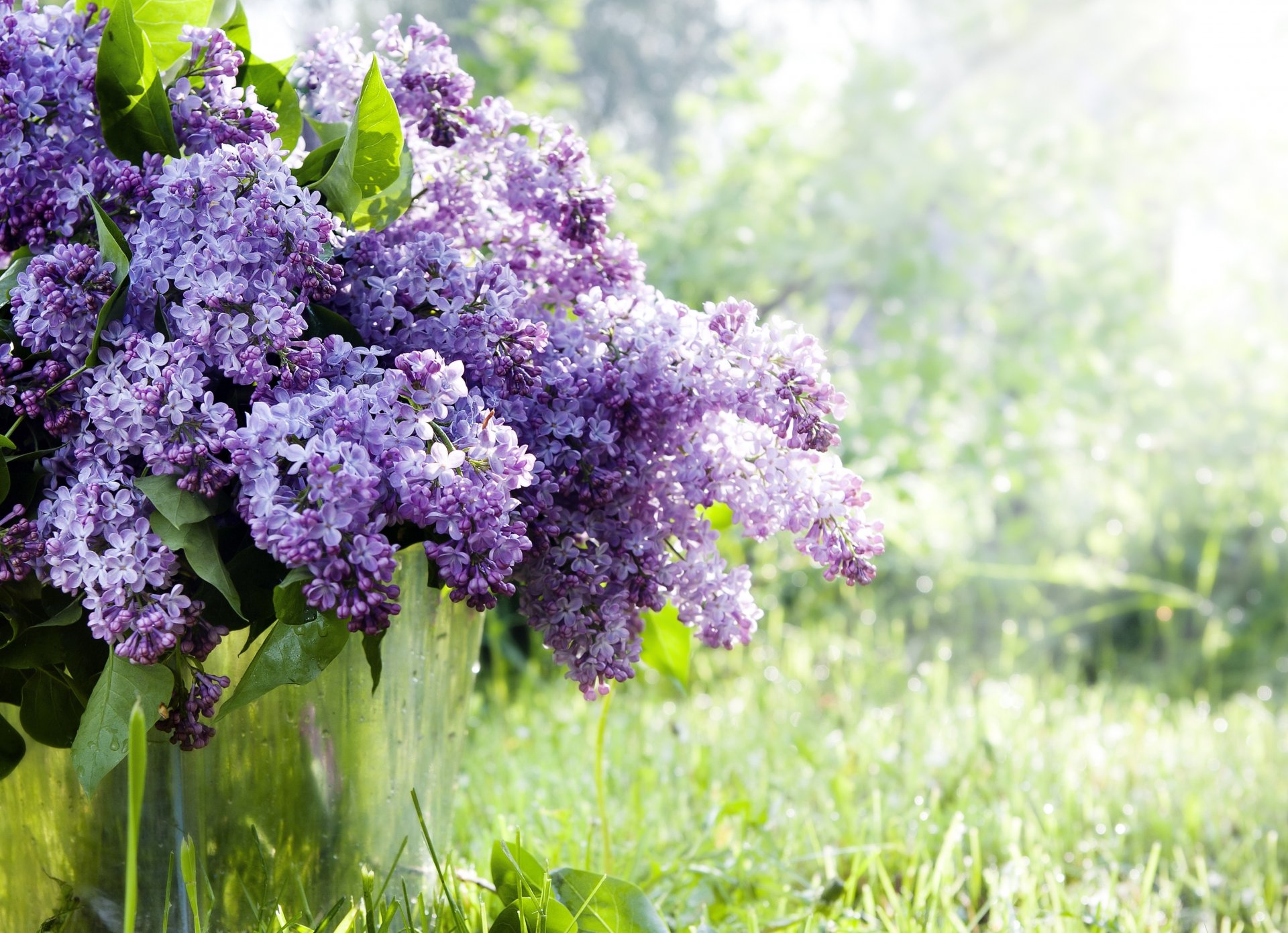 lilas branches fleurs seau printemps nature herbe