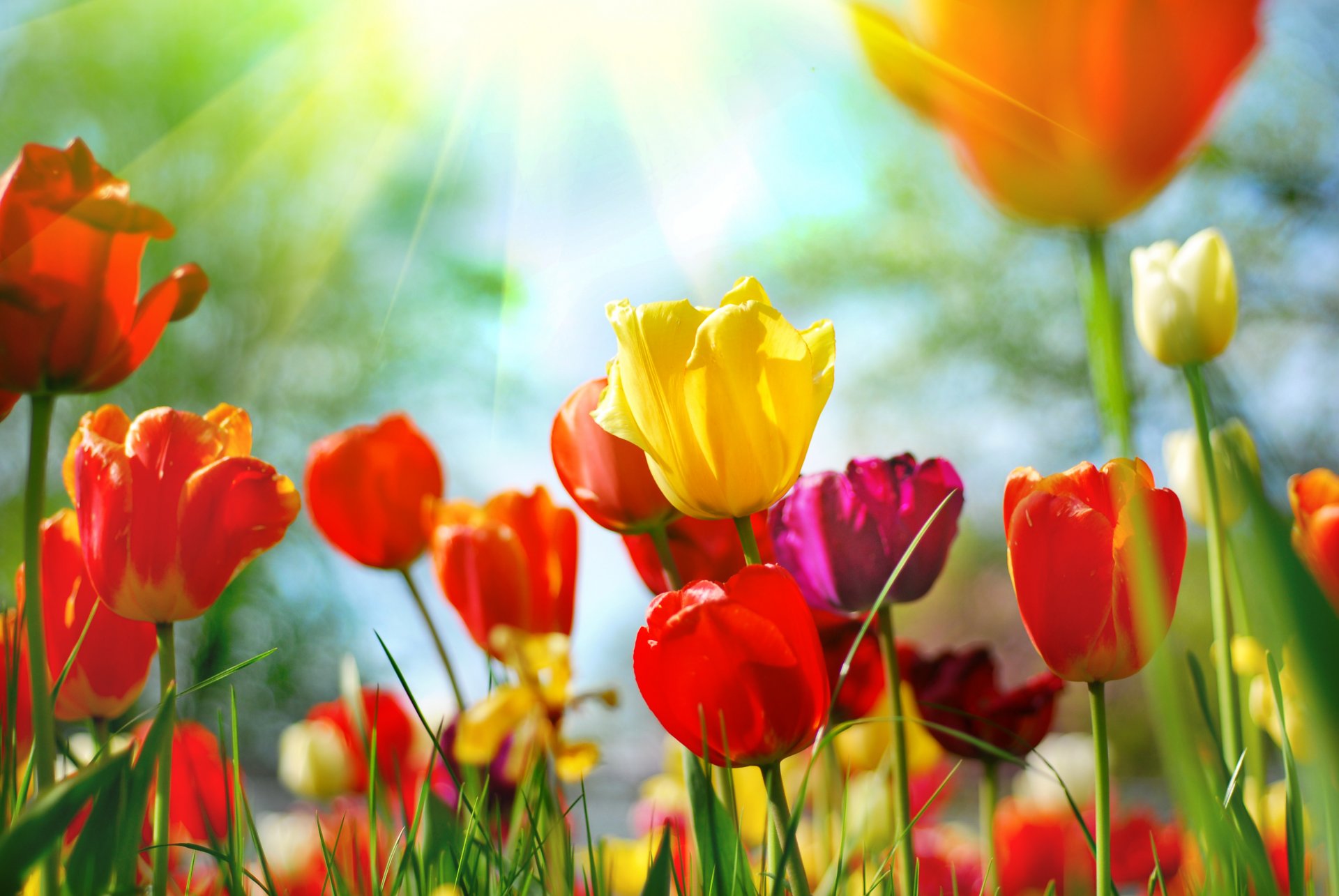 tulips red yellow pink buds flower grass spring