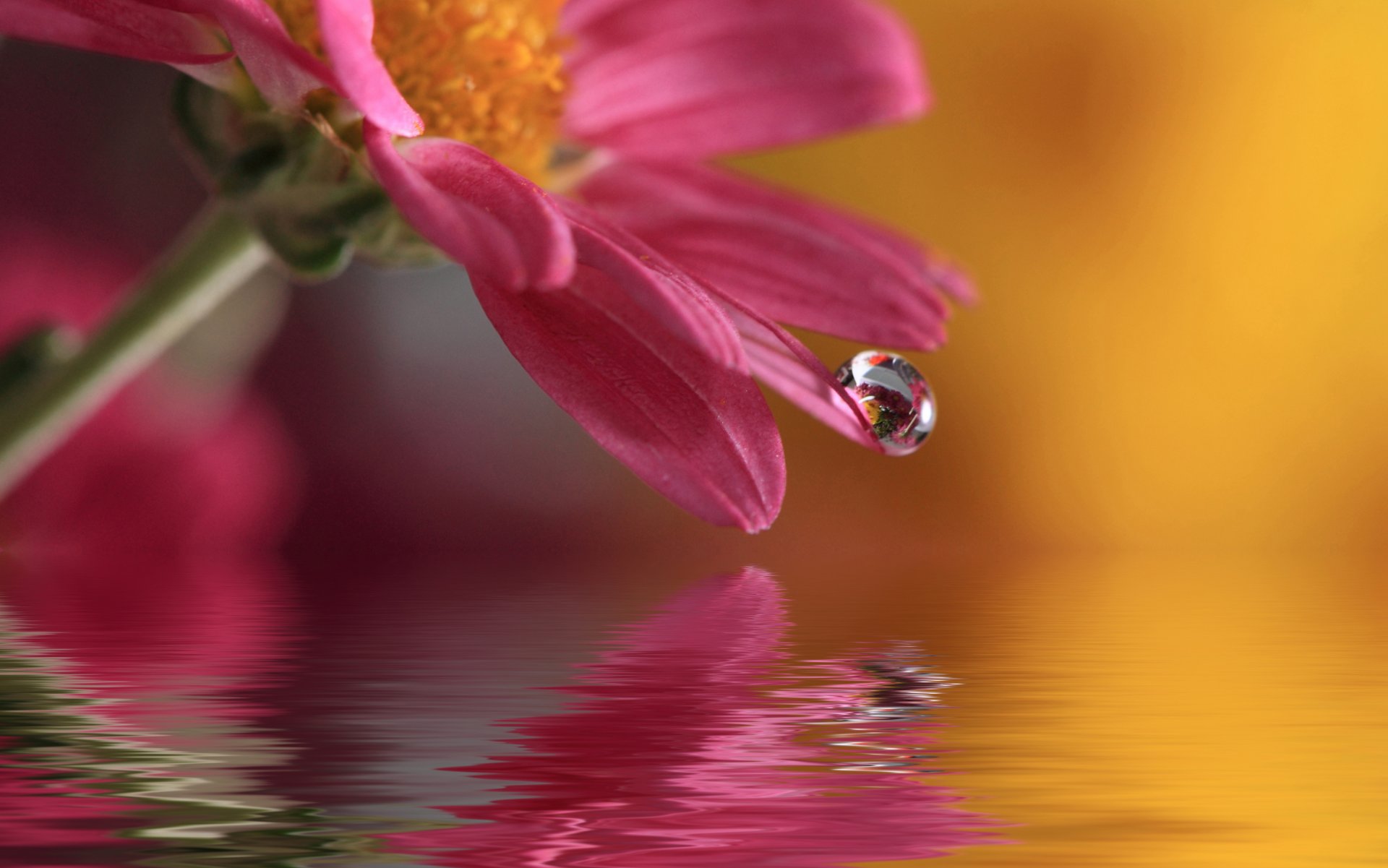 agua gota flor naturaleza macro waterdrop