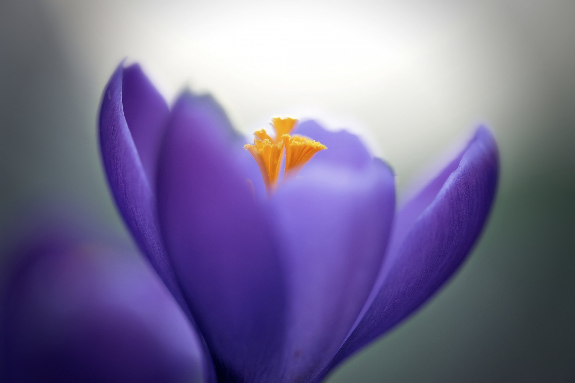 crocus purple flower petals close up