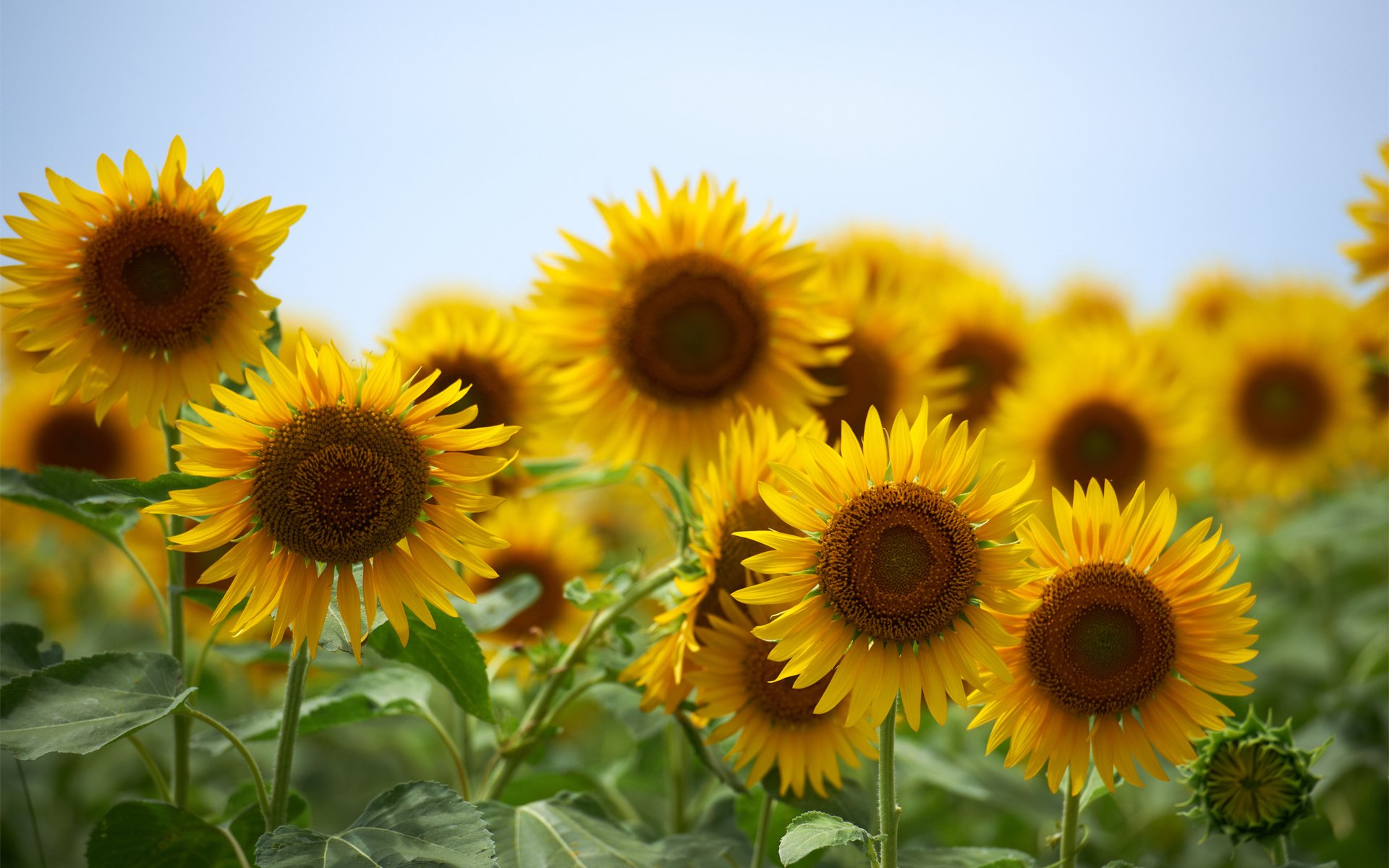 girasoli gialli fiori estate