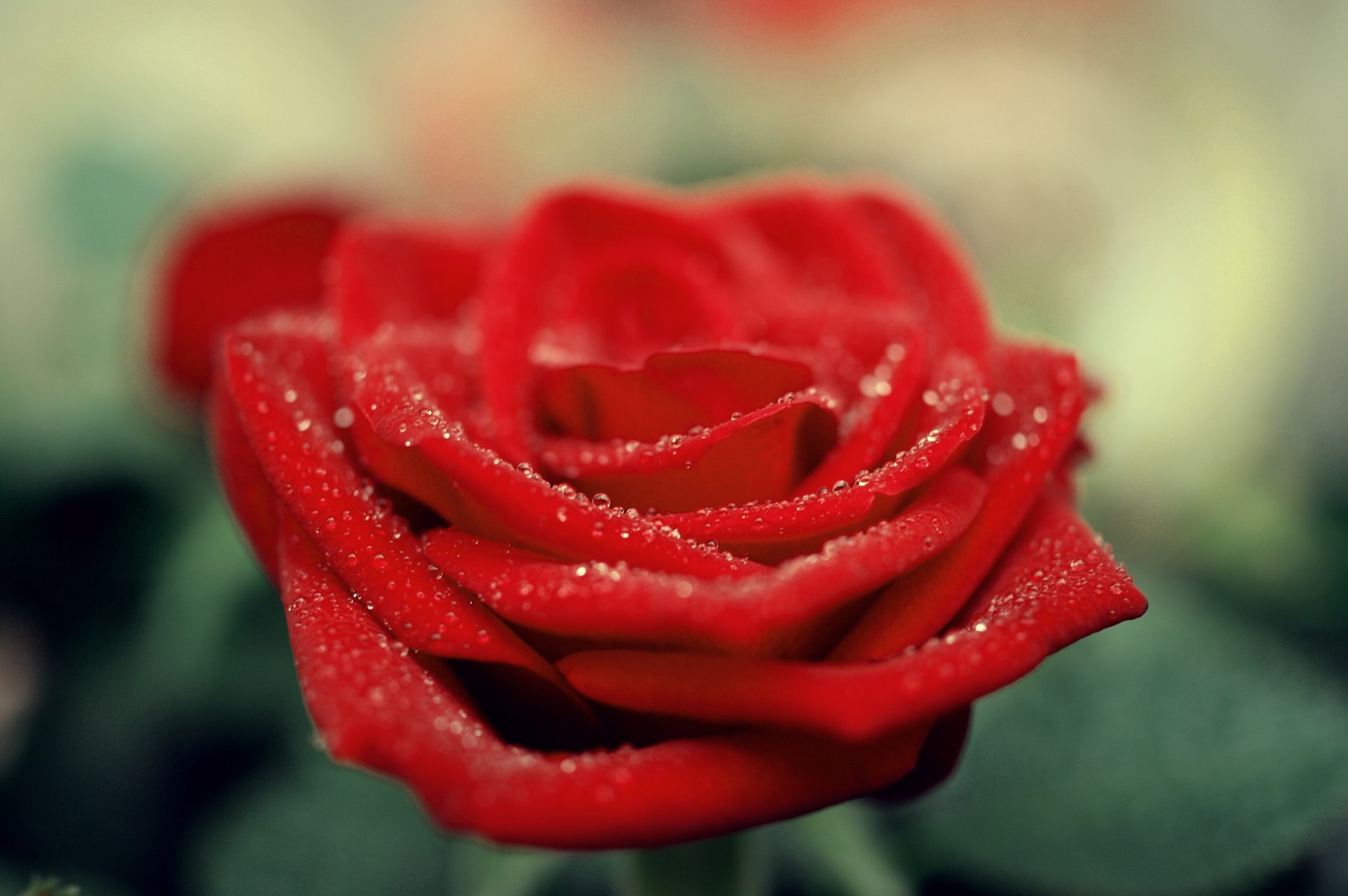 rose red scarlet petals drops flower close up