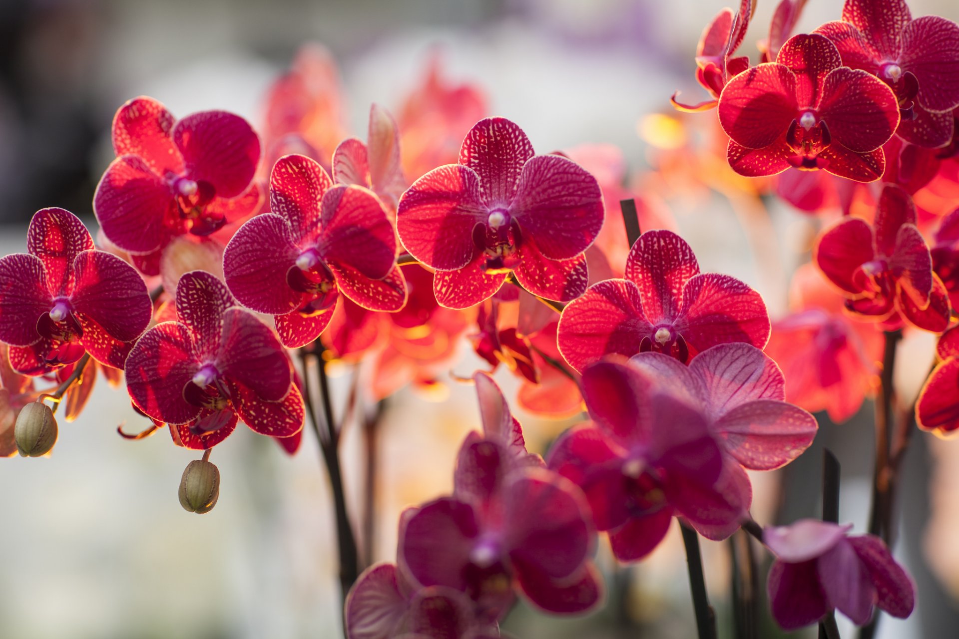 orchidea falinopsis falic ramo fiori luce illuminazione