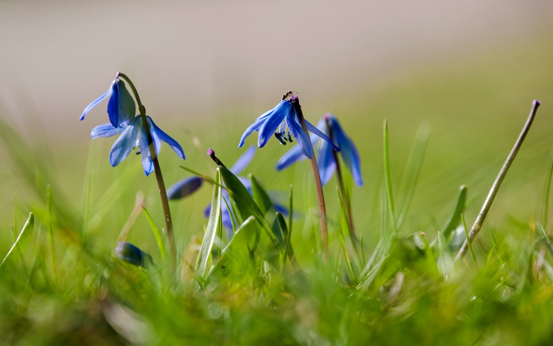 hyacinth flower summer