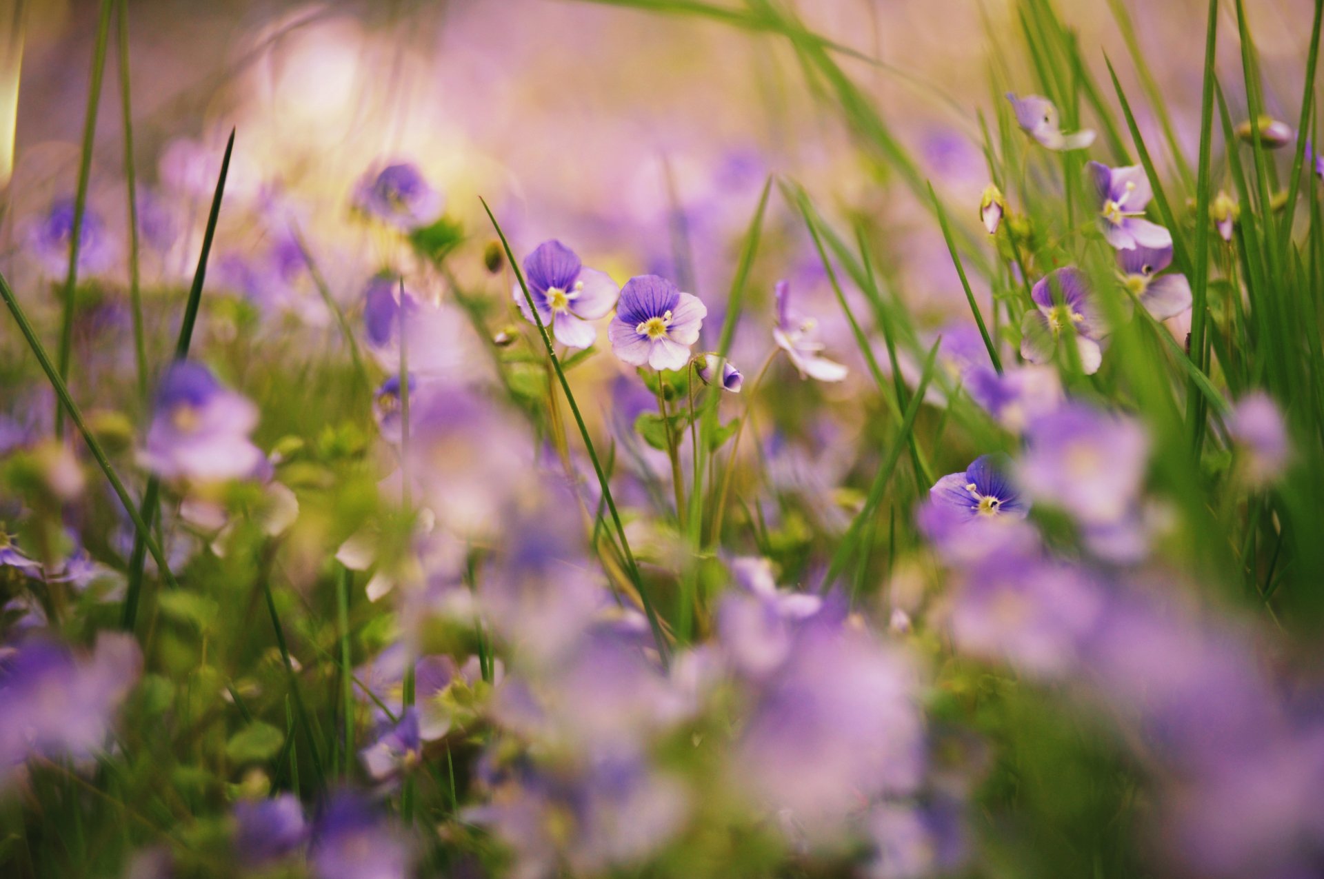 fiori erba natura piante