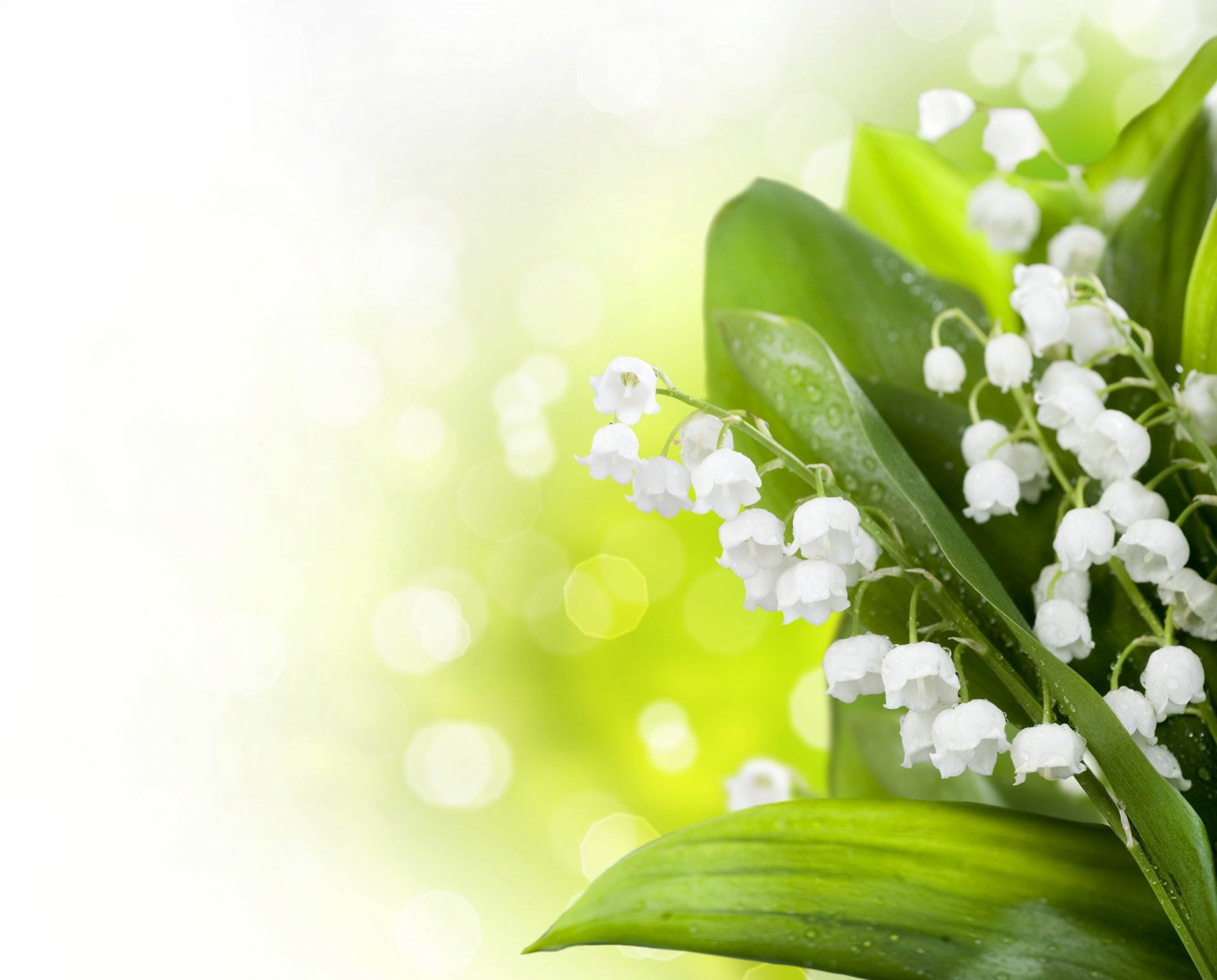 printemps muguet éblouissement flou