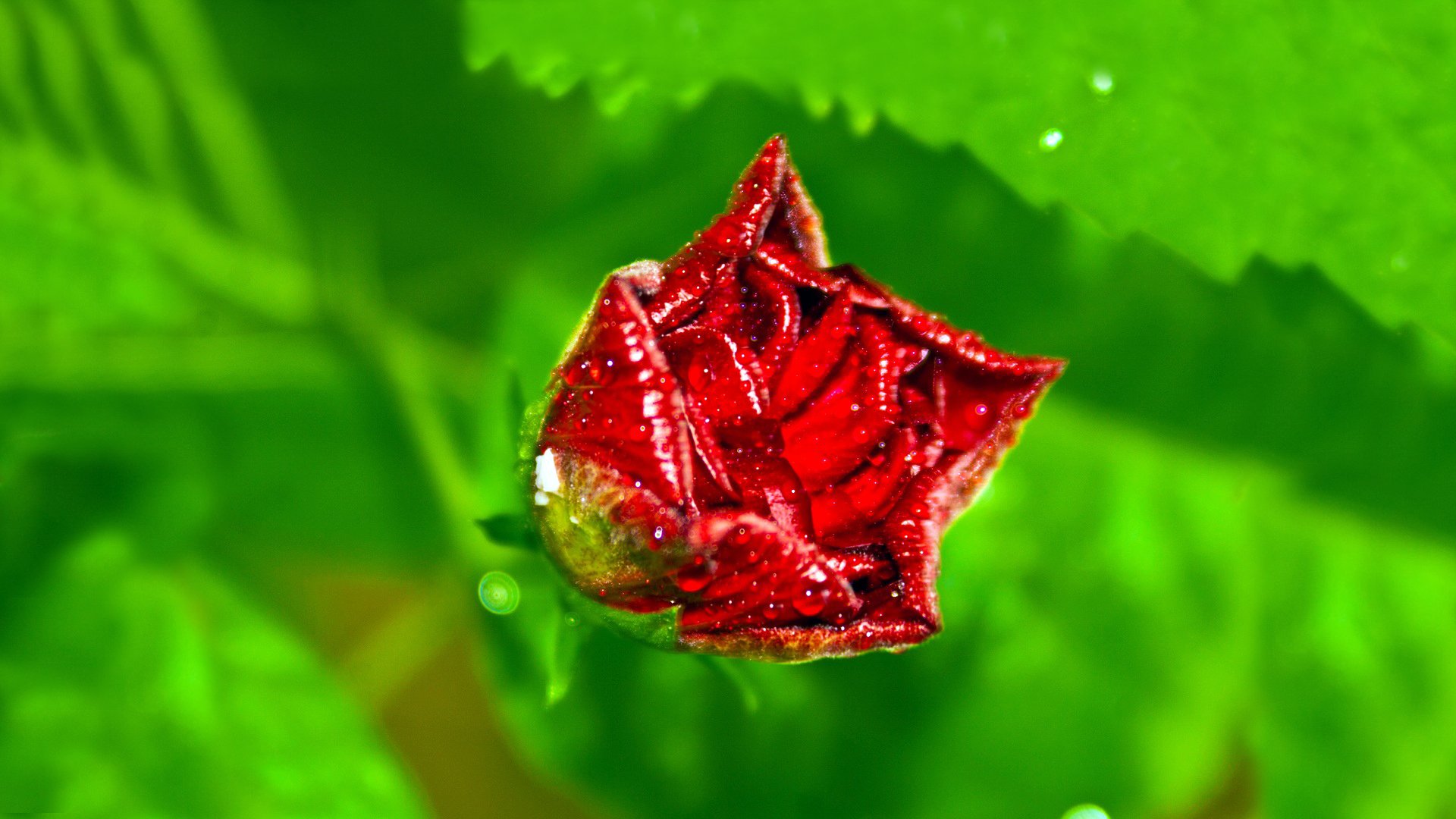 fond rouge rose pétales gouttes rosée gros plan