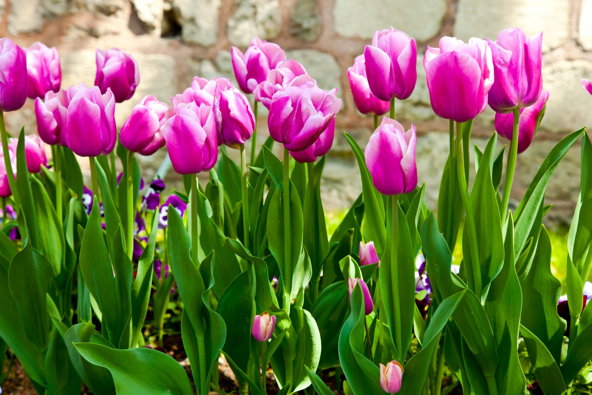 tulipes lilas tiges feuilles jardin fleurs printemps