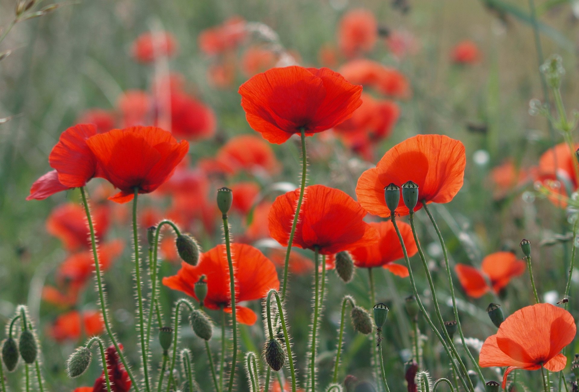 poppies red the field summer nature