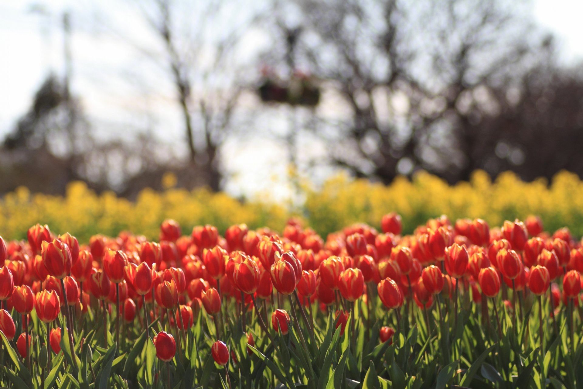 tulipany żółte czerwone kwiaty pole rozmycie