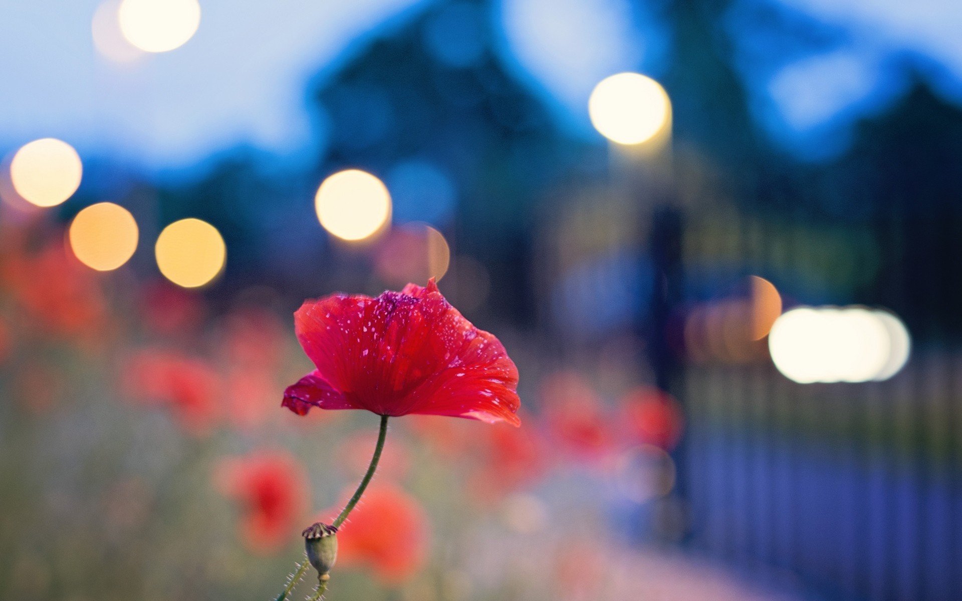 amapola flor bokeh luces