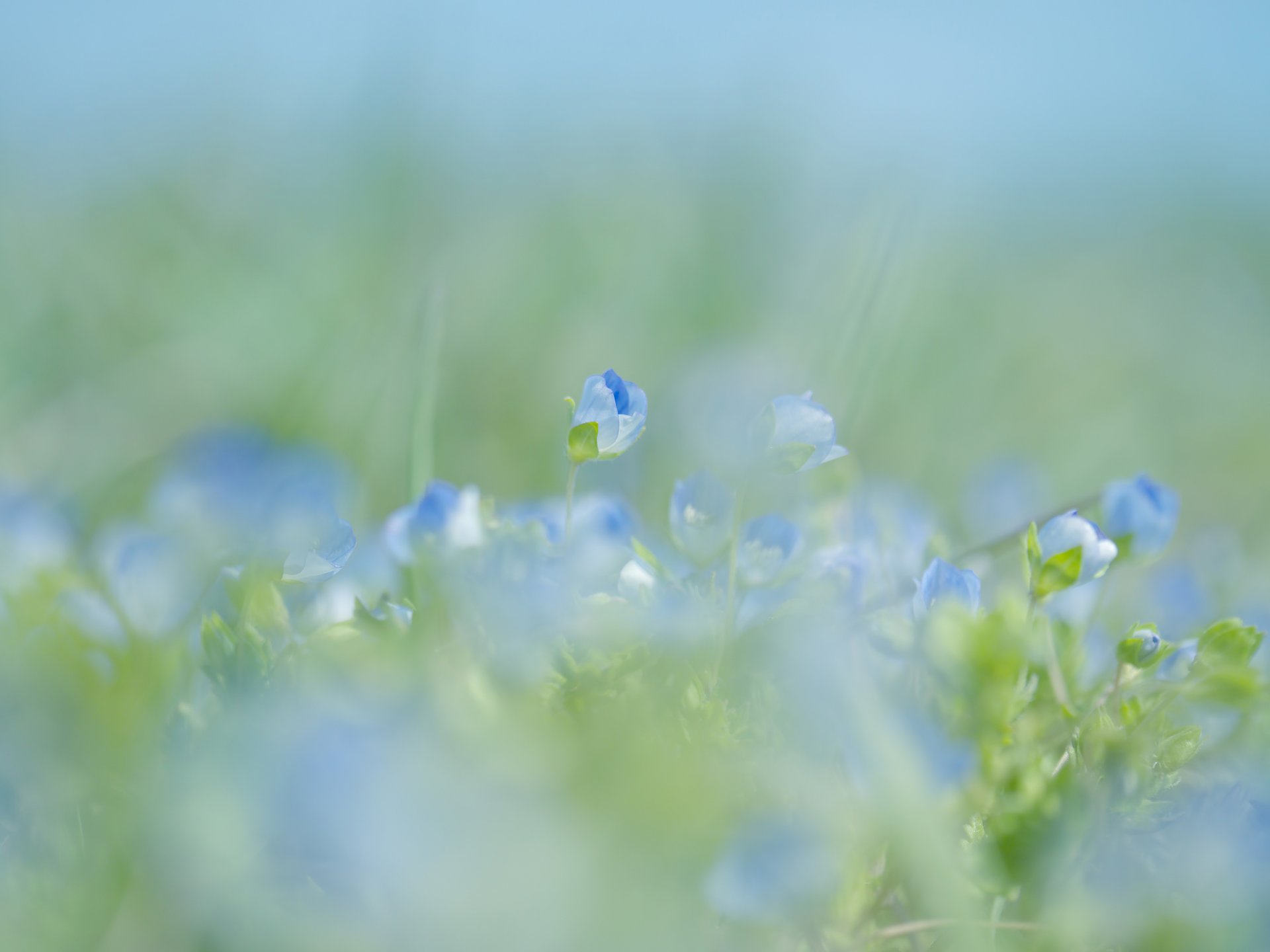 flower blue spring blur tender close up nature