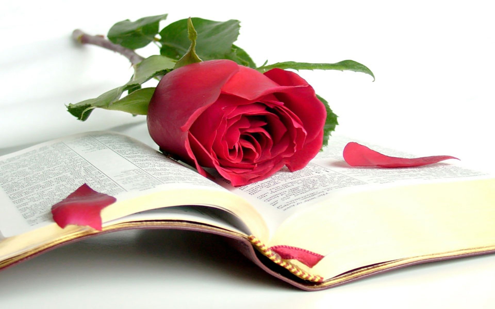 bible rose book beauty wisdom open book