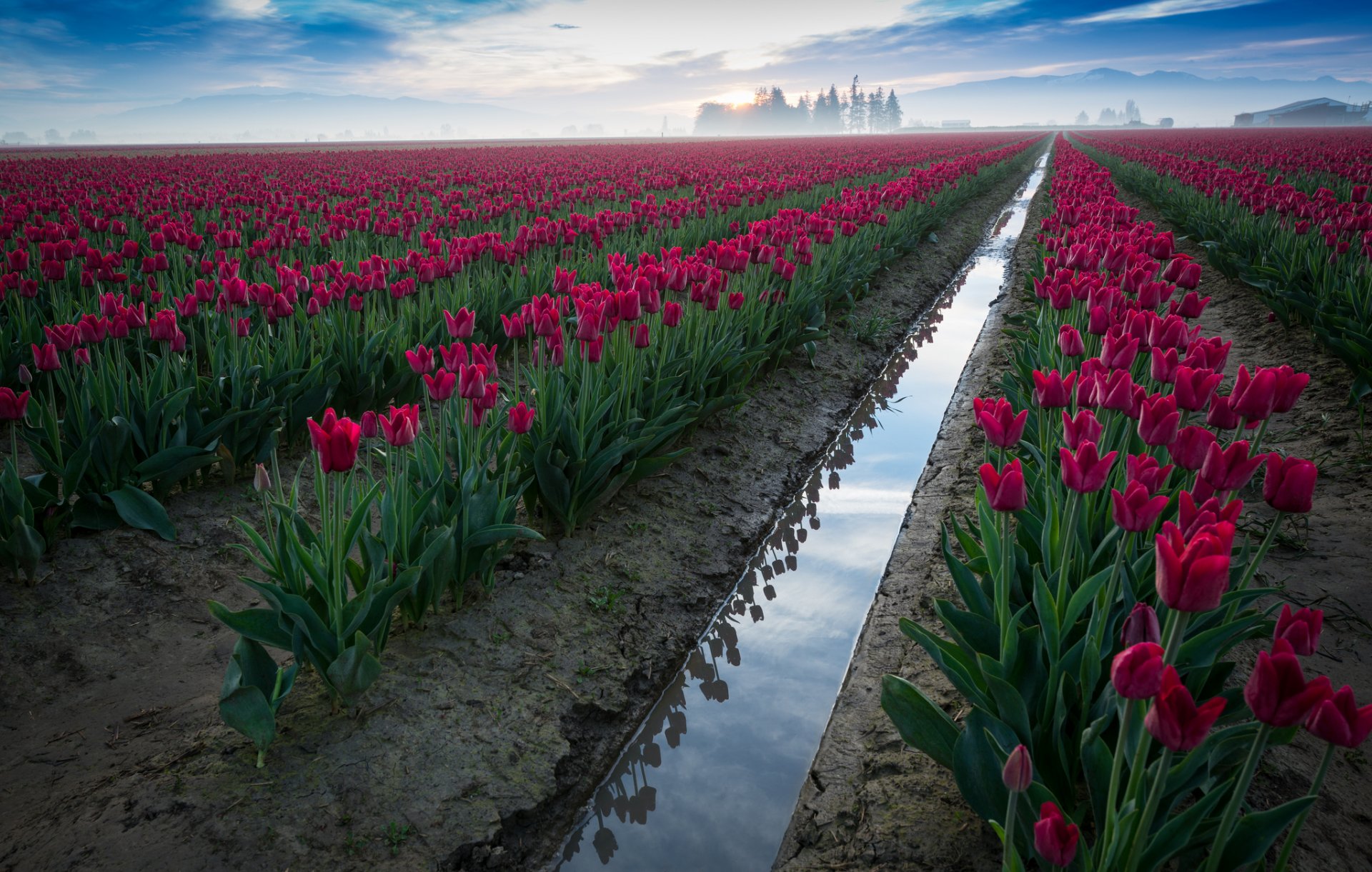 flores tulipanes campo cielo