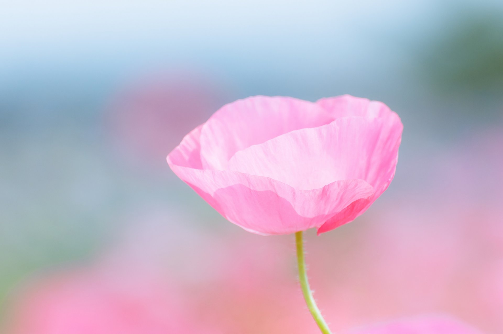 papavero rosa fiore campo macro sfocatura