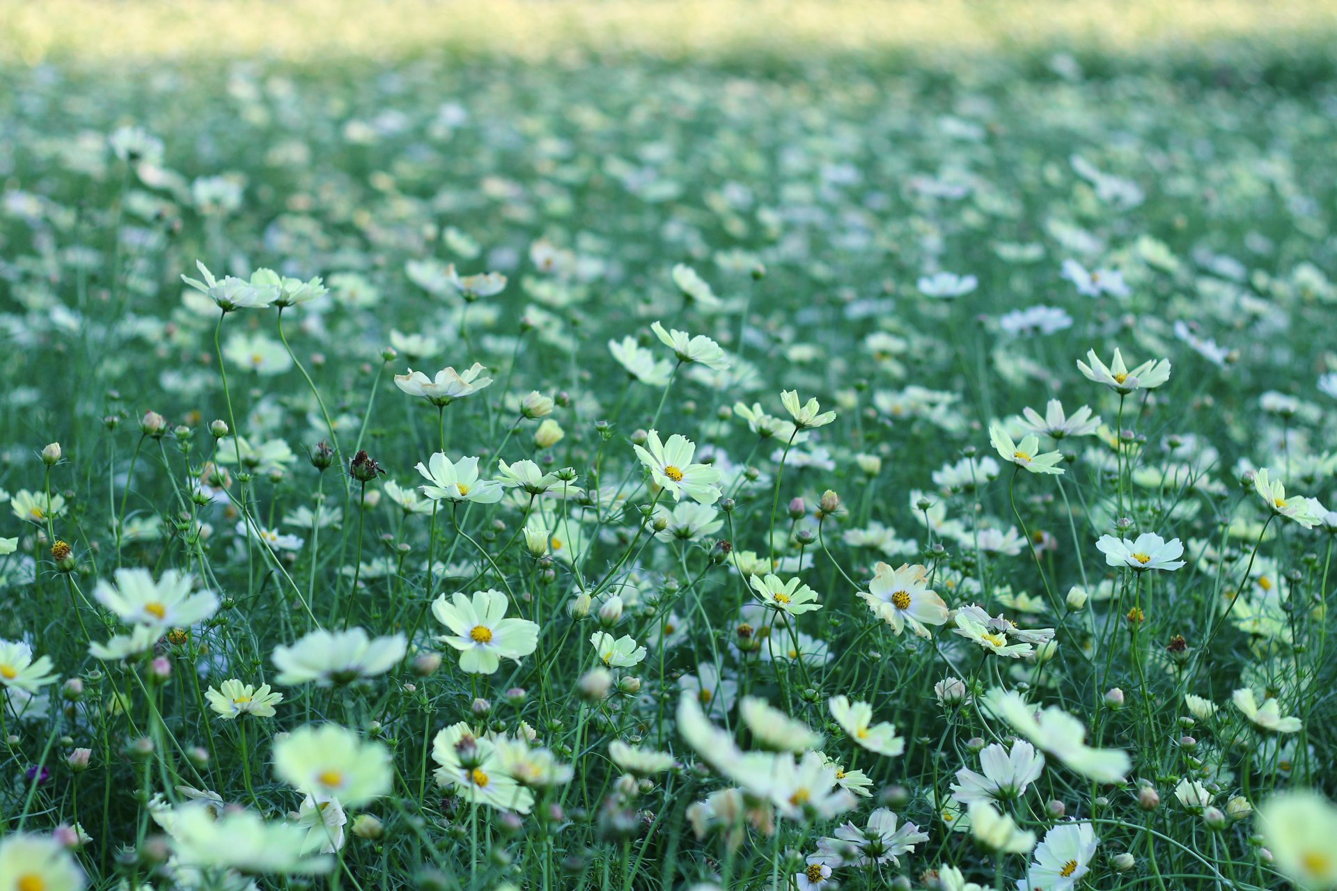 cosmea kwiaty białe płatki polana pole zieleń trawa lato natura