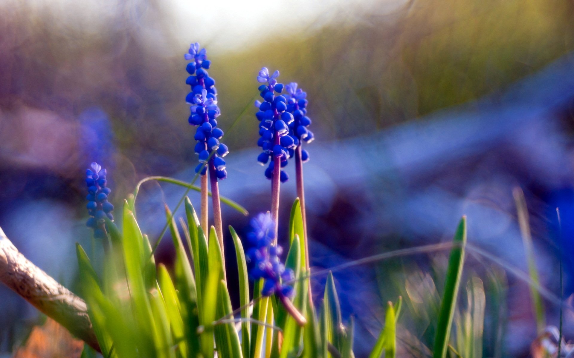 fleurs nature muscari