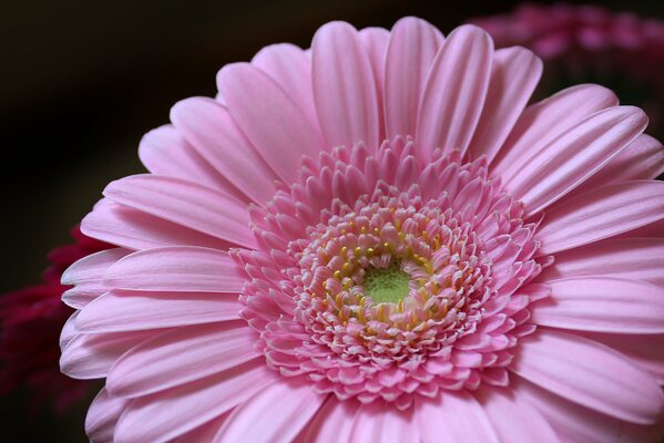 Delicatamente rosa gerbera primo piano