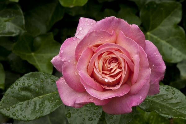 Gouttes de rosée sur la rose