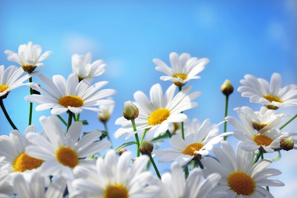 Viele Gänseblümchen vor dem Hintergrund des blauen Himmels