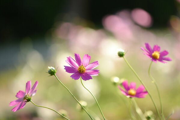 Desktop-Hintergrund mit rosa Blumen