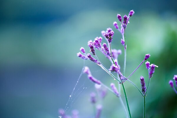 A beautiful sprig of lilac flower in morning dew and cobwebs