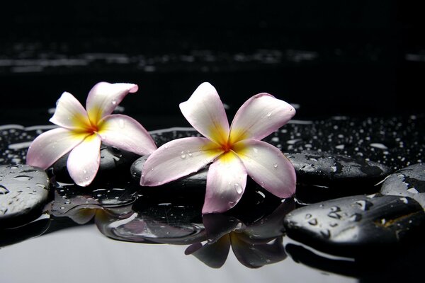 Increíble belleza flores en la voluntad con gotas de lluvia sobre un fondo oscuro