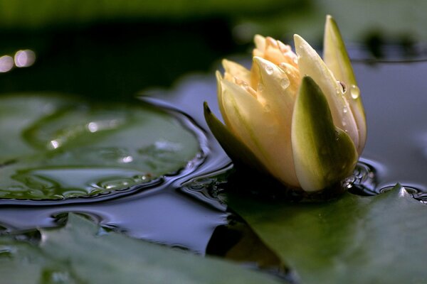 Weiße Lilie auf einem großen Blatt auf der Wasseroberfläche